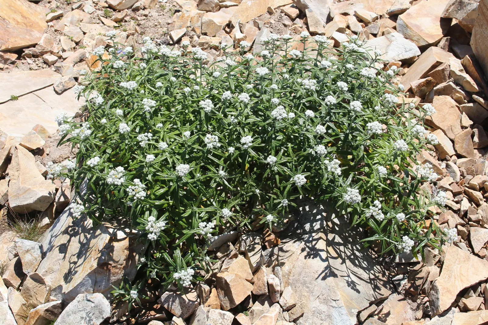 Western Pearly Everlasting (Anaphalis Margaritacea) — with a spread equally as wide; growing to heights between 1 and 3 feet, image 113