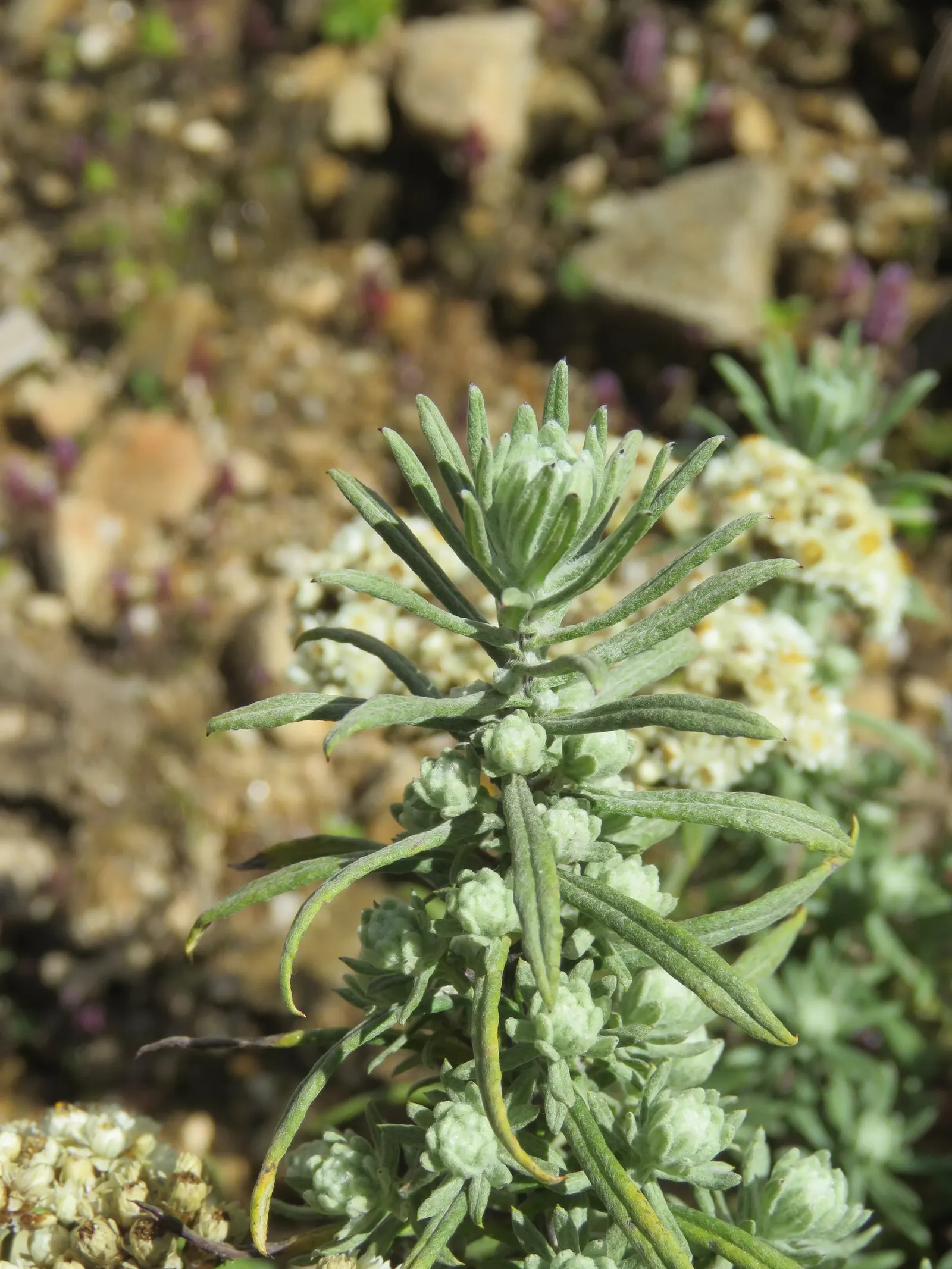 Western Pearly Everlasting (Anaphalis Margaritacea) — as the blooms maintain their shape and color when dried; but the Pearly Everlasting is also, image 74