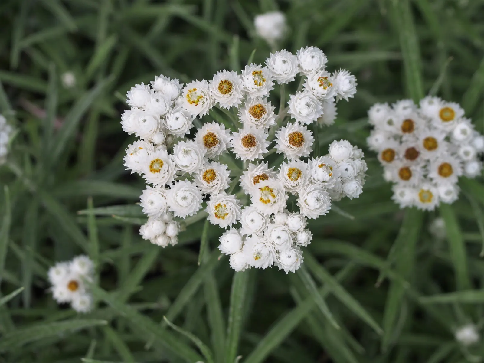Western Pearly Everlasting (Anaphalis Margaritacea) — with a spread equally as wide; growing to heights between 1 and 3 feet, image 61