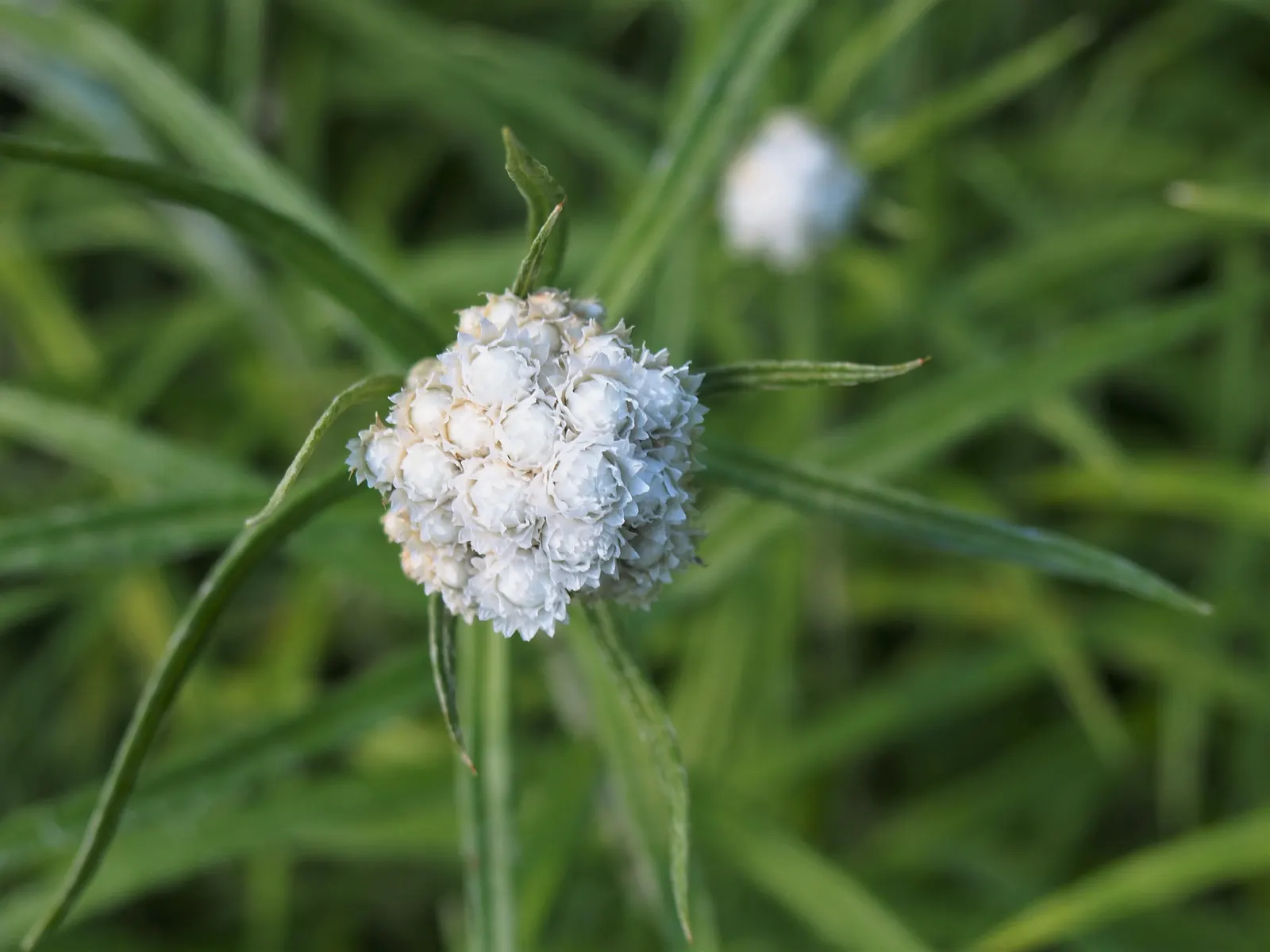 Western Pearly Everlasting (Anaphalis Margaritacea) — this hardy North American native adds a unique texture and aesthetic with its clumps of, image 36