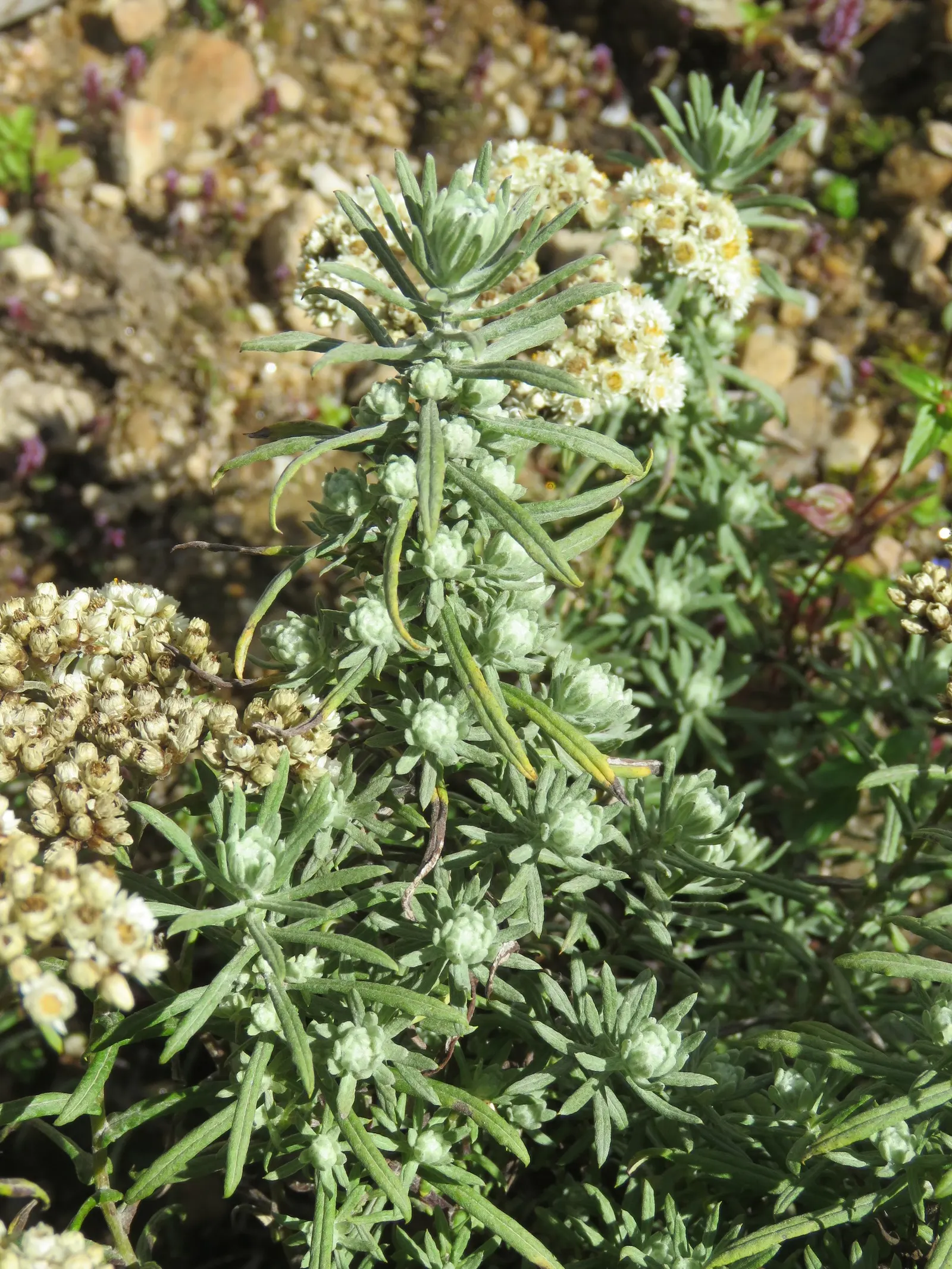Western Pearly Everlasting (Anaphalis Margaritacea) — Ideal for borders, rock gardens, and naturalized areas, it offers lasting appeal in bouquets, image 83