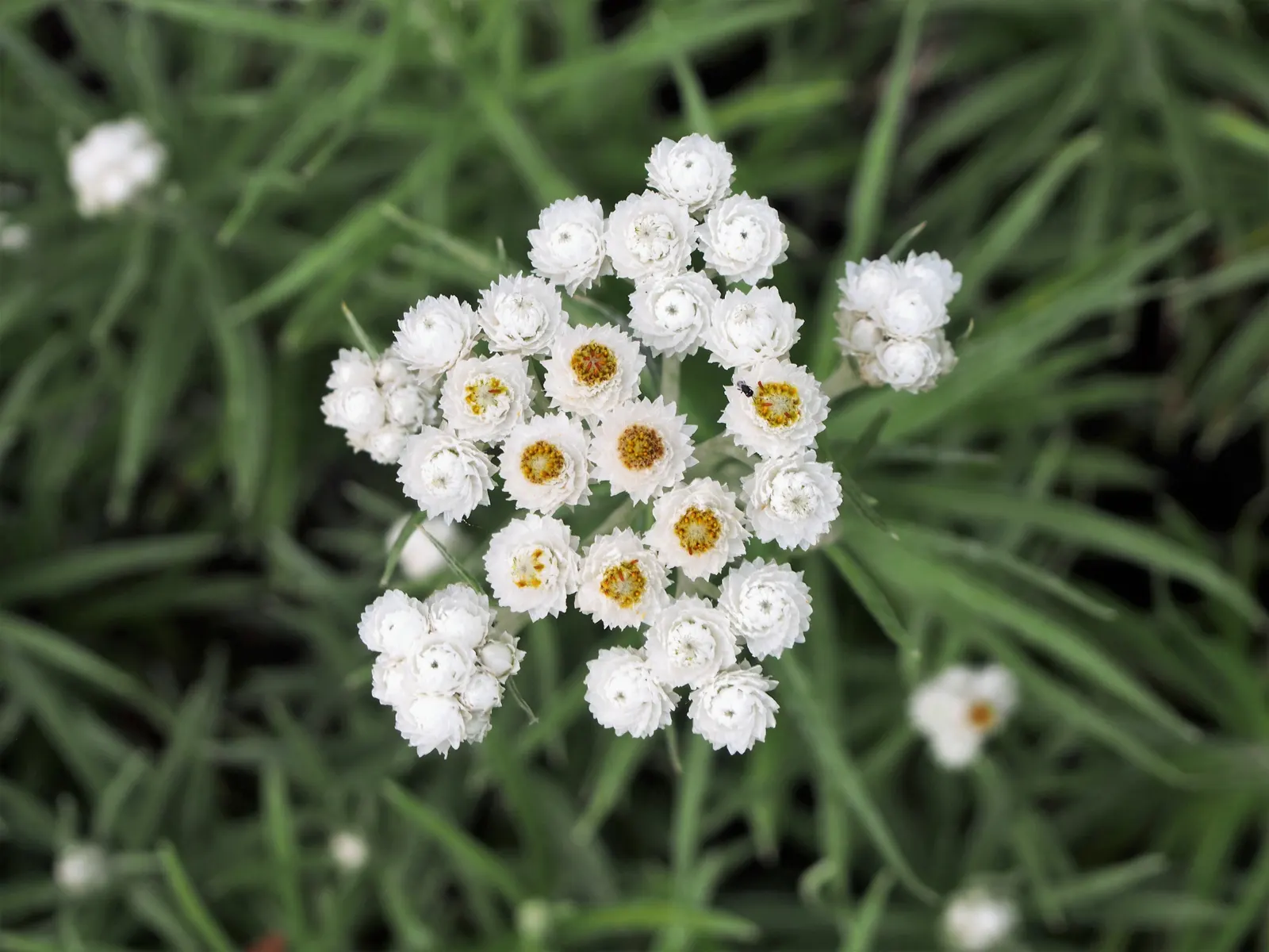 Western Pearly Everlasting (Anaphalis Margaritacea) — tolerating drought once established - a notable feature for xeriscaping or low-water landscapes; with its
