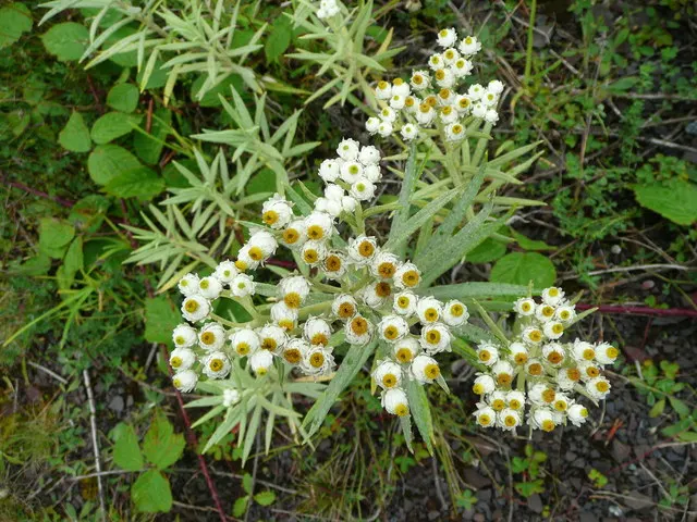 Western Pearly Everlasting (Anaphalis Margaritacea) — tolerating drought once established - a notable feature for xeriscaping or low-water landscapes