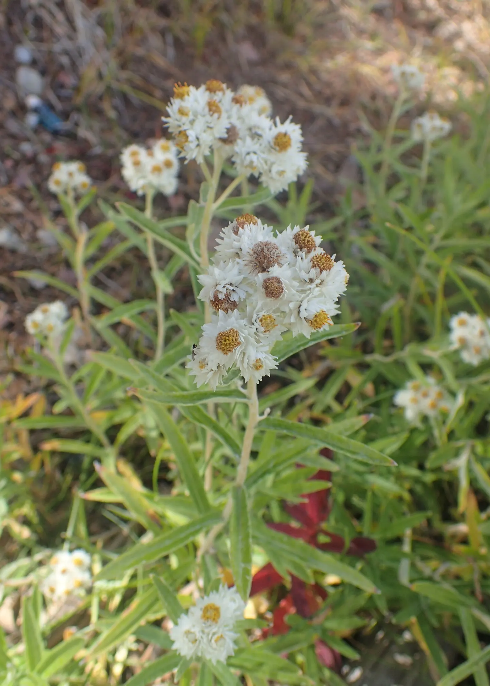 Western Pearly Everlasting (Anaphalis Margaritacea) — demonstrating versatility across various climates.<br><br>Flourishing in full sun to partial shade