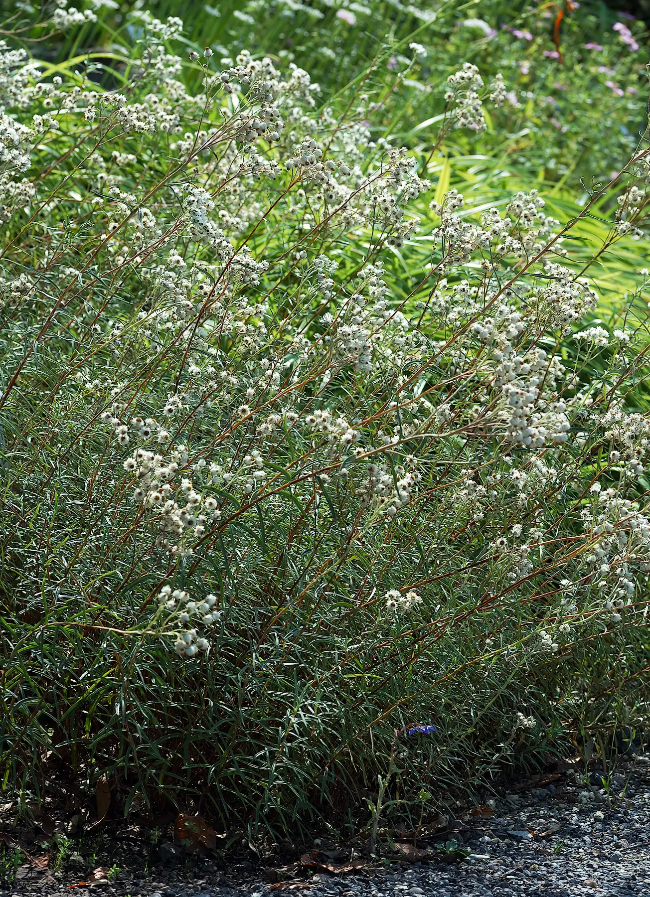 Western Pearly Everlasting (Anaphalis Margaritacea) — Pearly Everlasting prefers well-drained soil conditions; this hardy North American native adds a unique