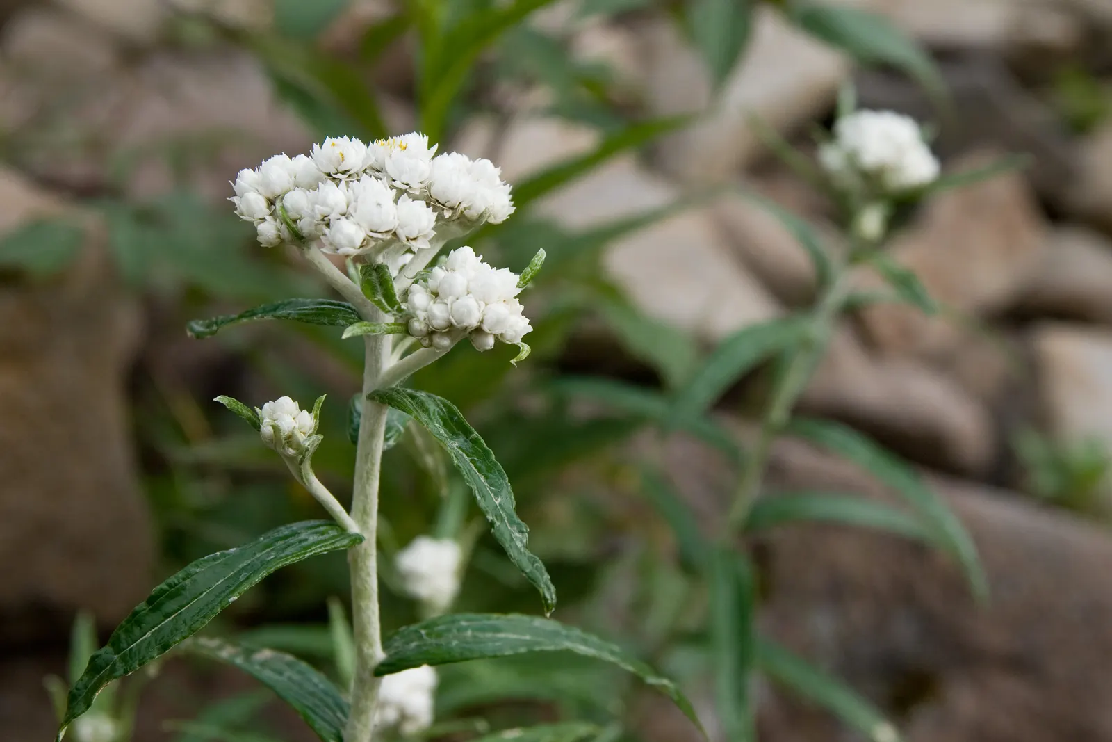 Western Pearly Everlasting (Anaphalis Margaritacea) — scientifically named Anaphalis margaritacea; pearly Everlasting prefers well-drained soil, image 58