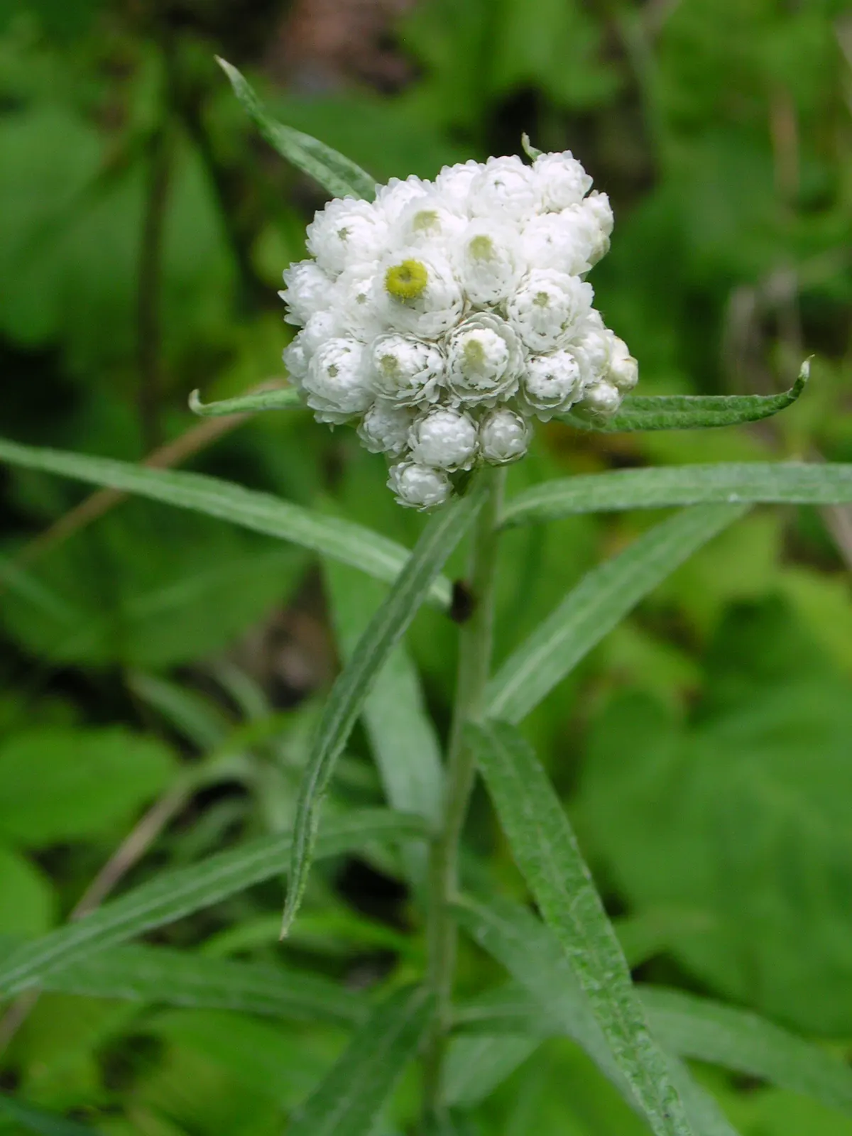 Western Pearly Everlasting (Anaphalis Margaritacea) — Preferring full sun and well-drained soil, it's drought-tolerant once established and attracts butterflies