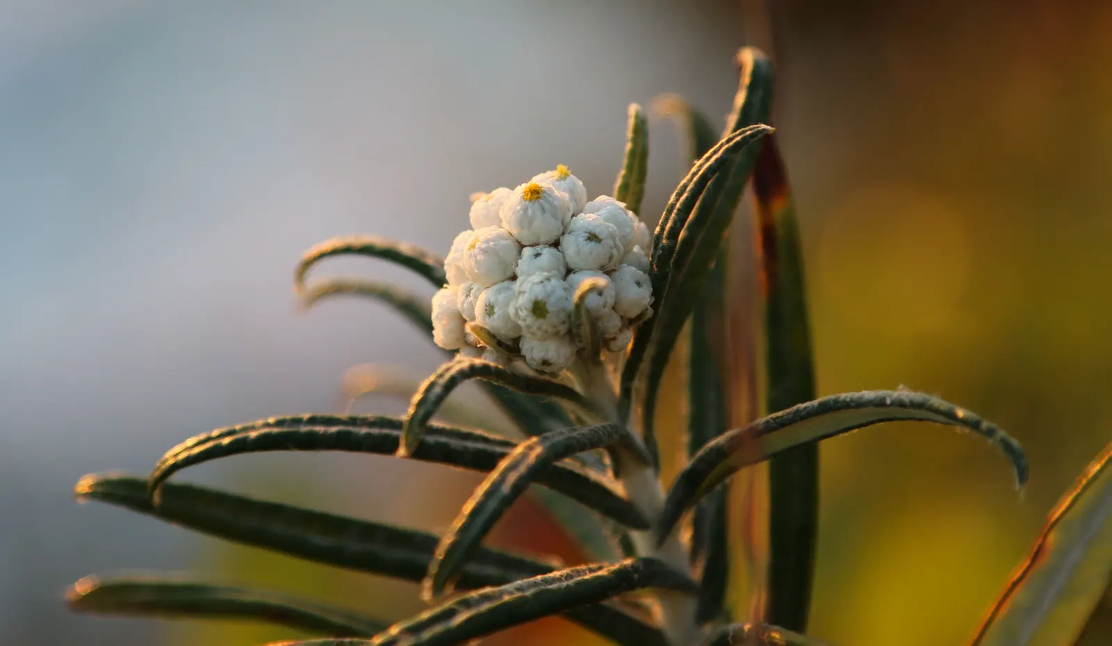 Western Pearly Everlasting (Anaphalis Margaritacea) — tolerating drought once established - a notable feature for xeriscaping or low-water, image 92