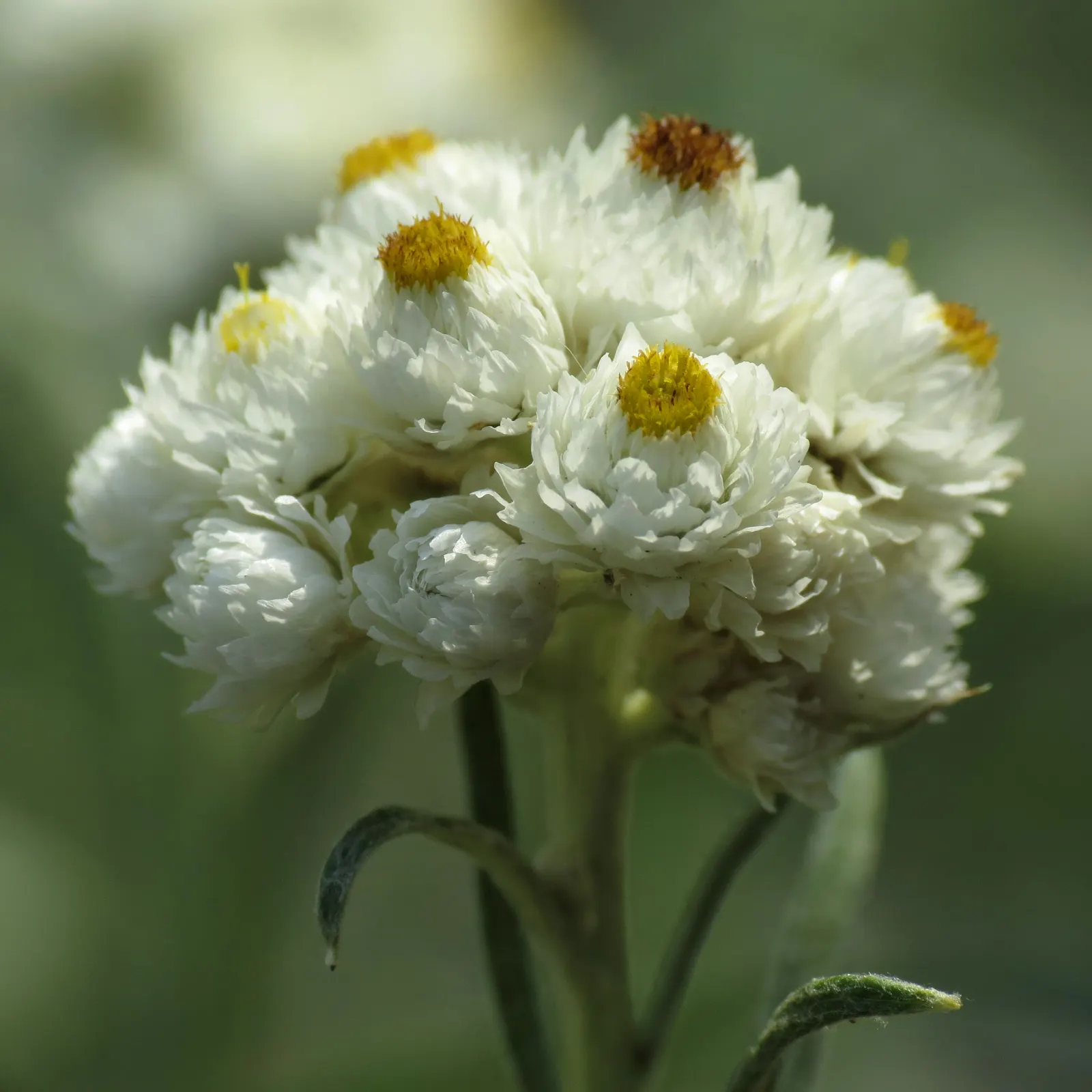 Western Pearly Everlasting (Anaphalis Margaritacea) — From late summer to early fall