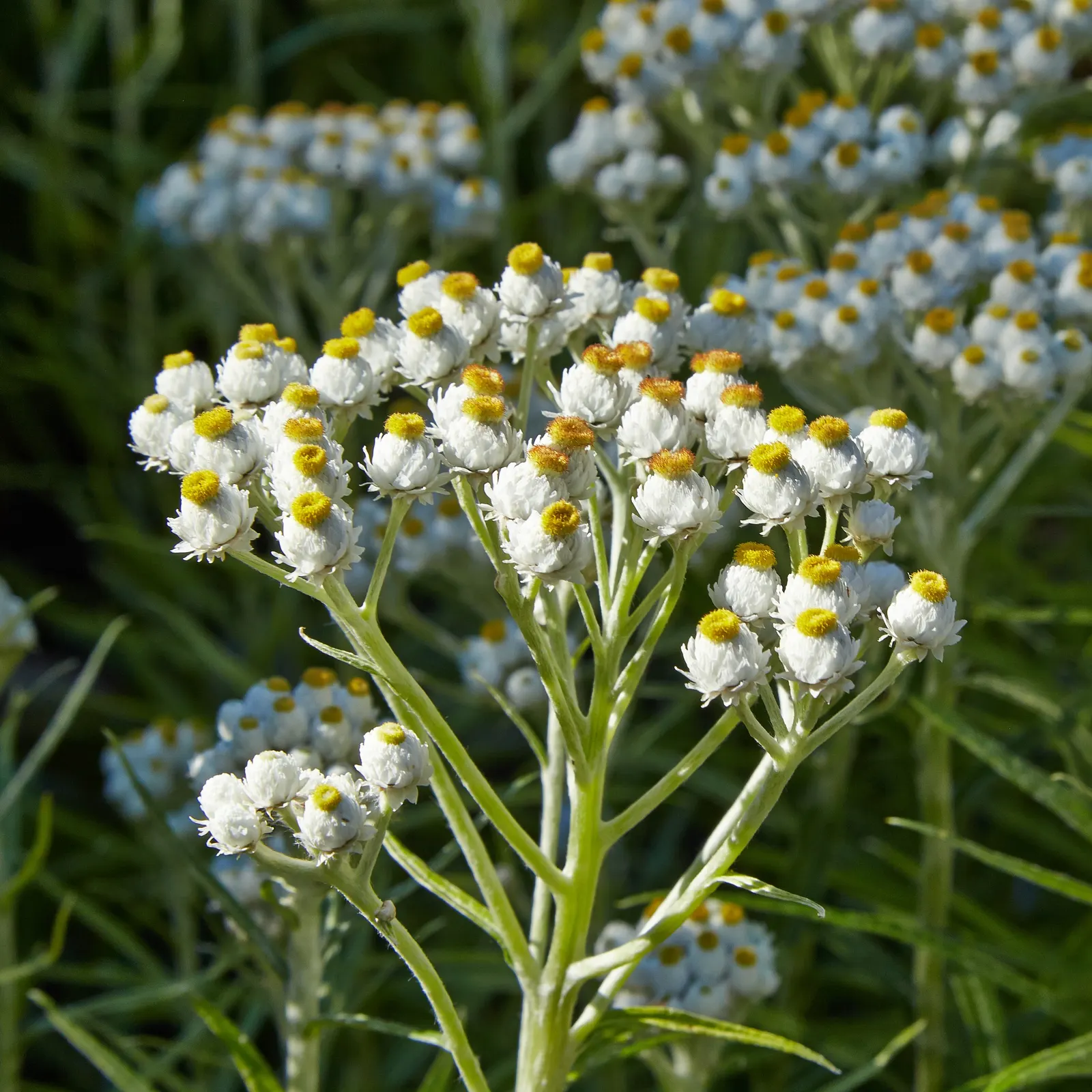 Western Pearly Everlasting (Anaphalis Margaritacea) — as the blooms maintain their shape and color when dried; but the Pearly Everlasting is also prized for