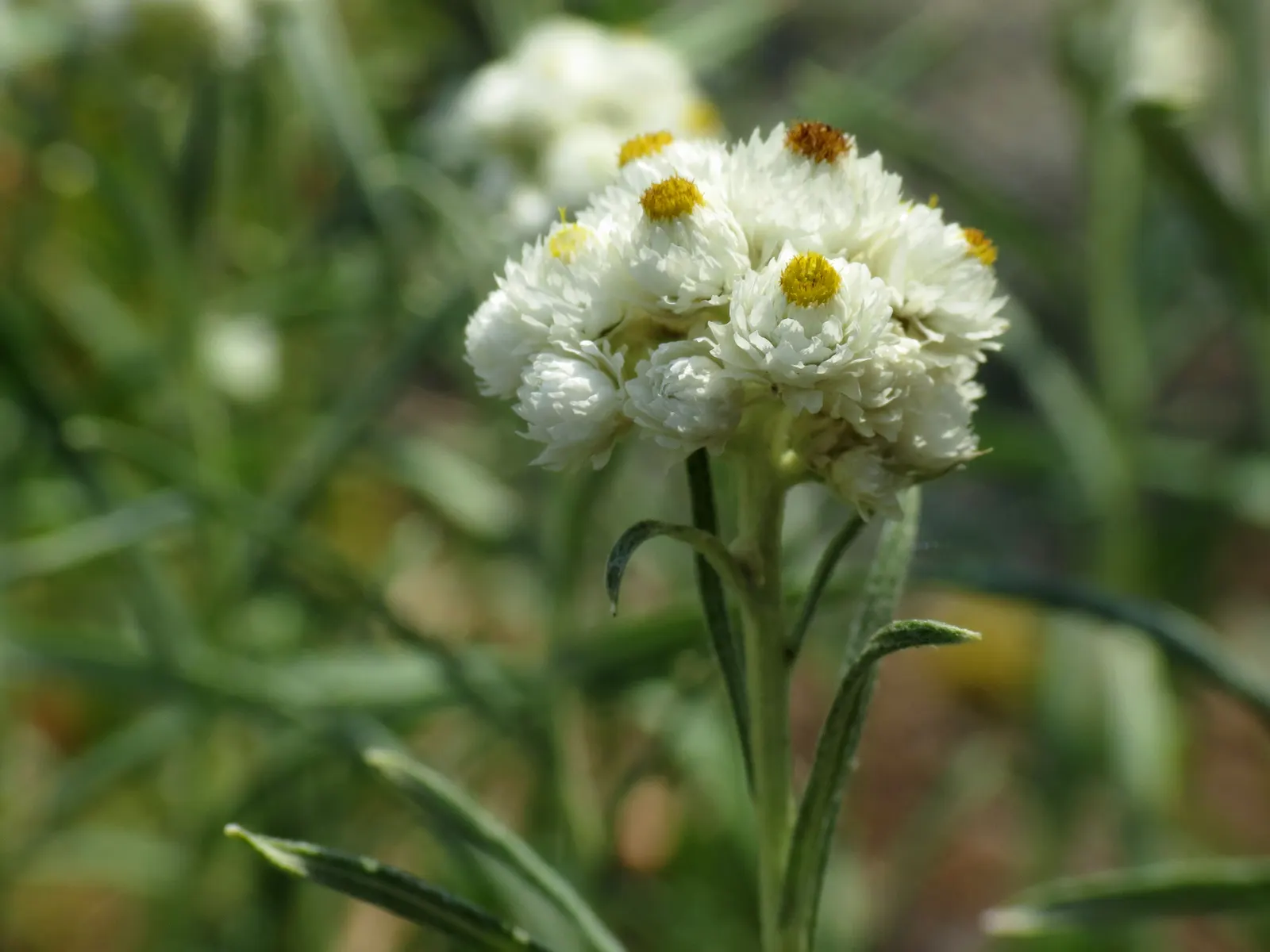 Western Pearly Everlasting (Anaphalis Margaritacea) — is a perennial with silvery foliage