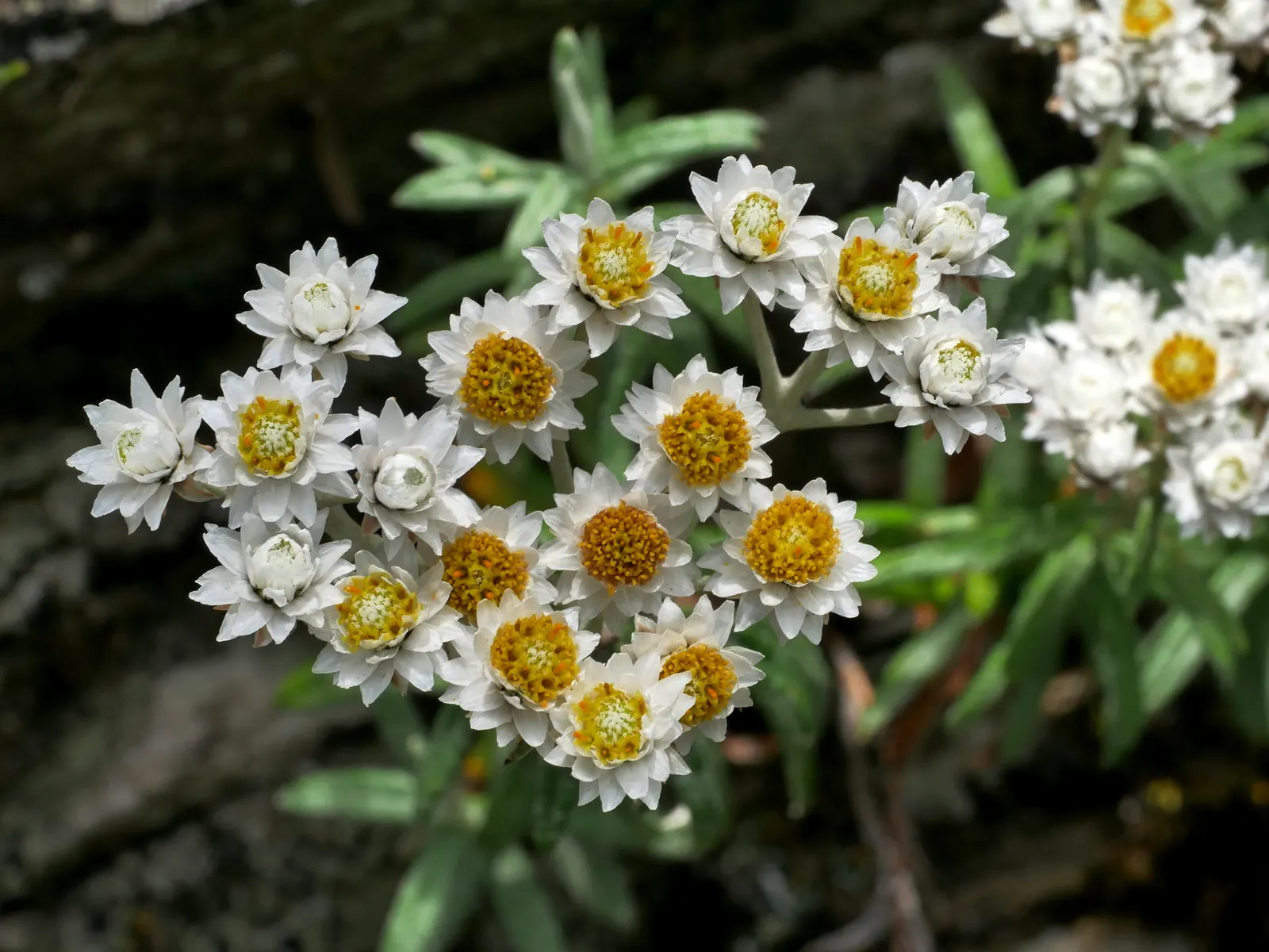 Western Pearly Everlasting (Anaphalis Margaritacea) — scientifically named Anaphalis margaritacea; pearly Everlasting prefers well-drained soil, image 110