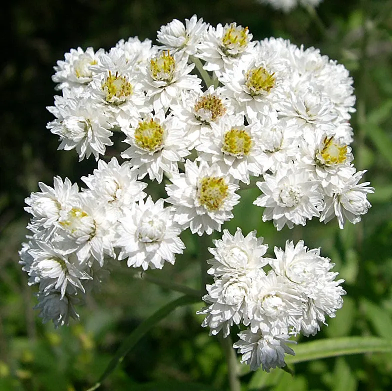 Western Pearly Everlasting (Anaphalis Margaritacea) — requiring minimal maintenance.<br><br>Not only acclaimed for its ornamental value; is an, image 72