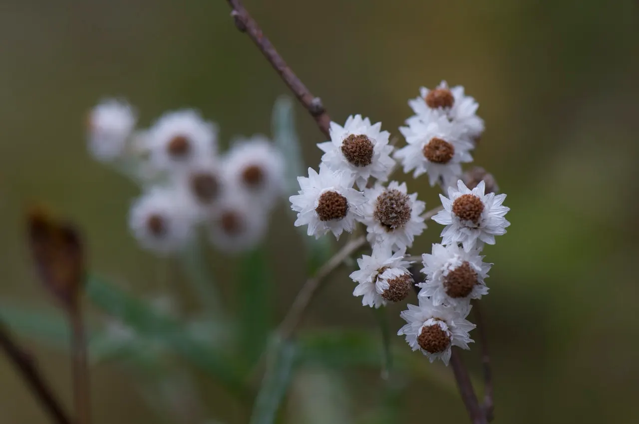 Western Pearly Everlasting (Anaphalis Margaritacea) — Growing to heights between 1 and 3 feet; is a perennial with silvery foliage, image 86