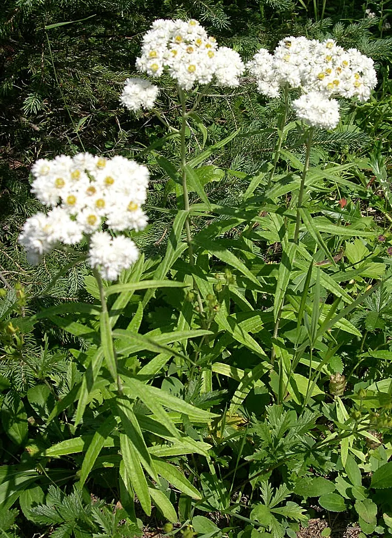 Western Pearly Everlasting (Anaphalis Margaritacea) — Preferring full sun and well-drained soil, it's drought-tolerant once established and attracts, image 82