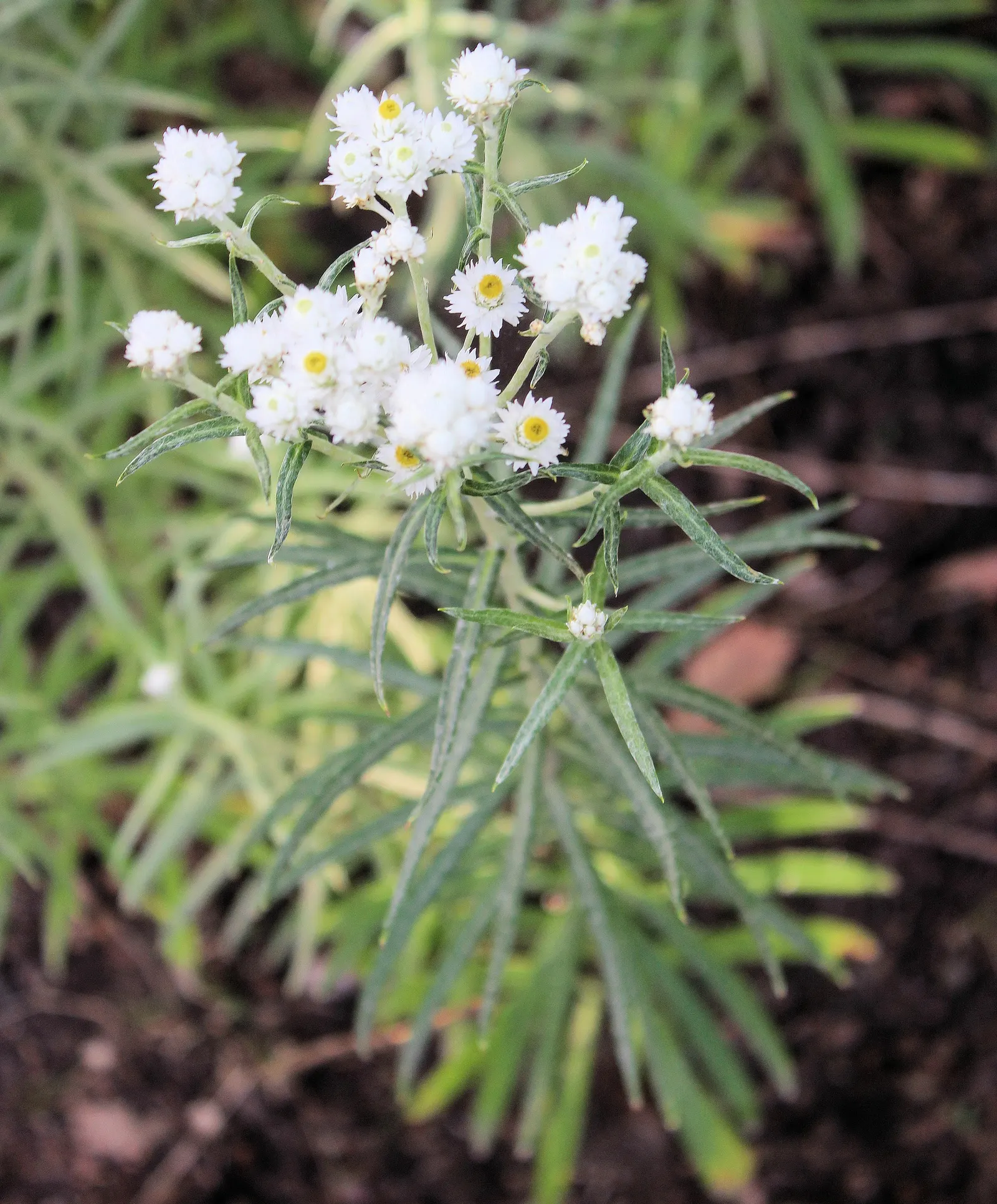 Western Pearly Everlasting (Anaphalis Margaritacea) — From late summer to early fall; white flowers in the garden