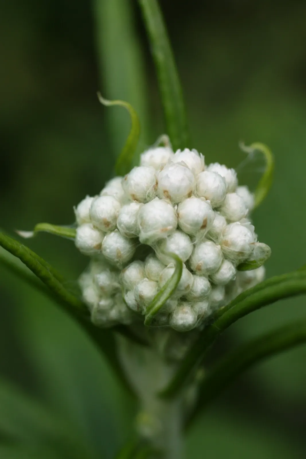 Western Pearly Everlasting (Anaphalis Margaritacea) — Growing to heights between 1 and 3 feet; is a perennial with silvery foliage, image 60