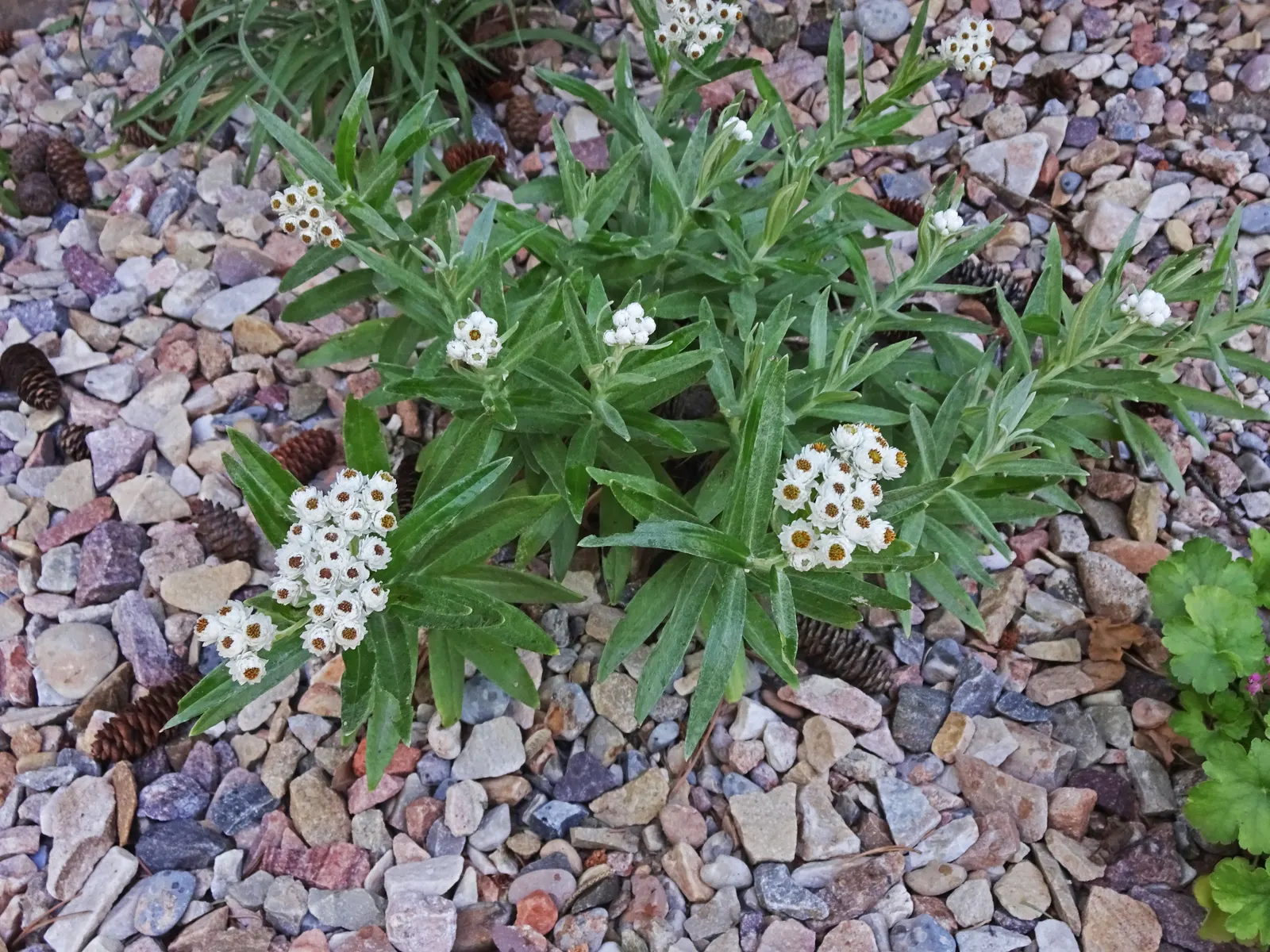 Western Pearly Everlasting (Anaphalis Margaritacea) — perennial for full or half