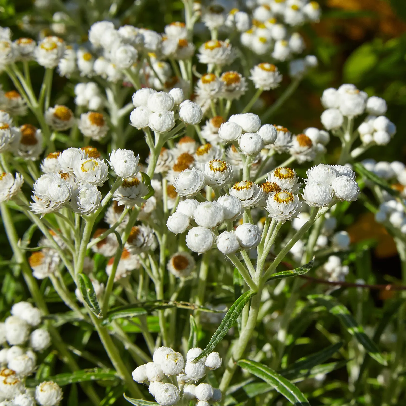 Western Pearly Everlasting (Anaphalis Margaritacea) — Growing to heights between 1 and 3 feet; is a perennial with silvery foliage