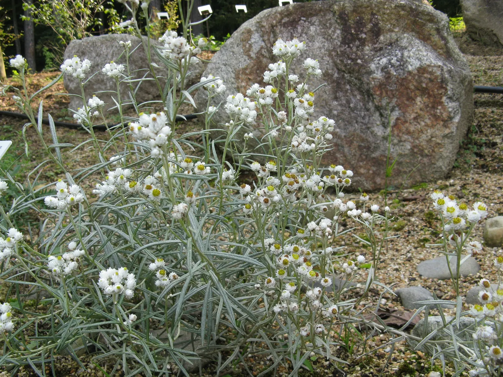 Western Pearly Everlasting (Anaphalis Margaritacea) — atop stems reaching 1‚Äì3 feet tall and 1‚Äì2 feet wide; it's an excellent choice for borders, image 107