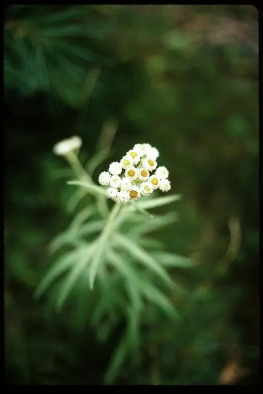Western Pearly Everlasting (Anaphalis Margaritacea) — but the Pearly Everlasting is also prized for its use in dried floral arrangements, image 99