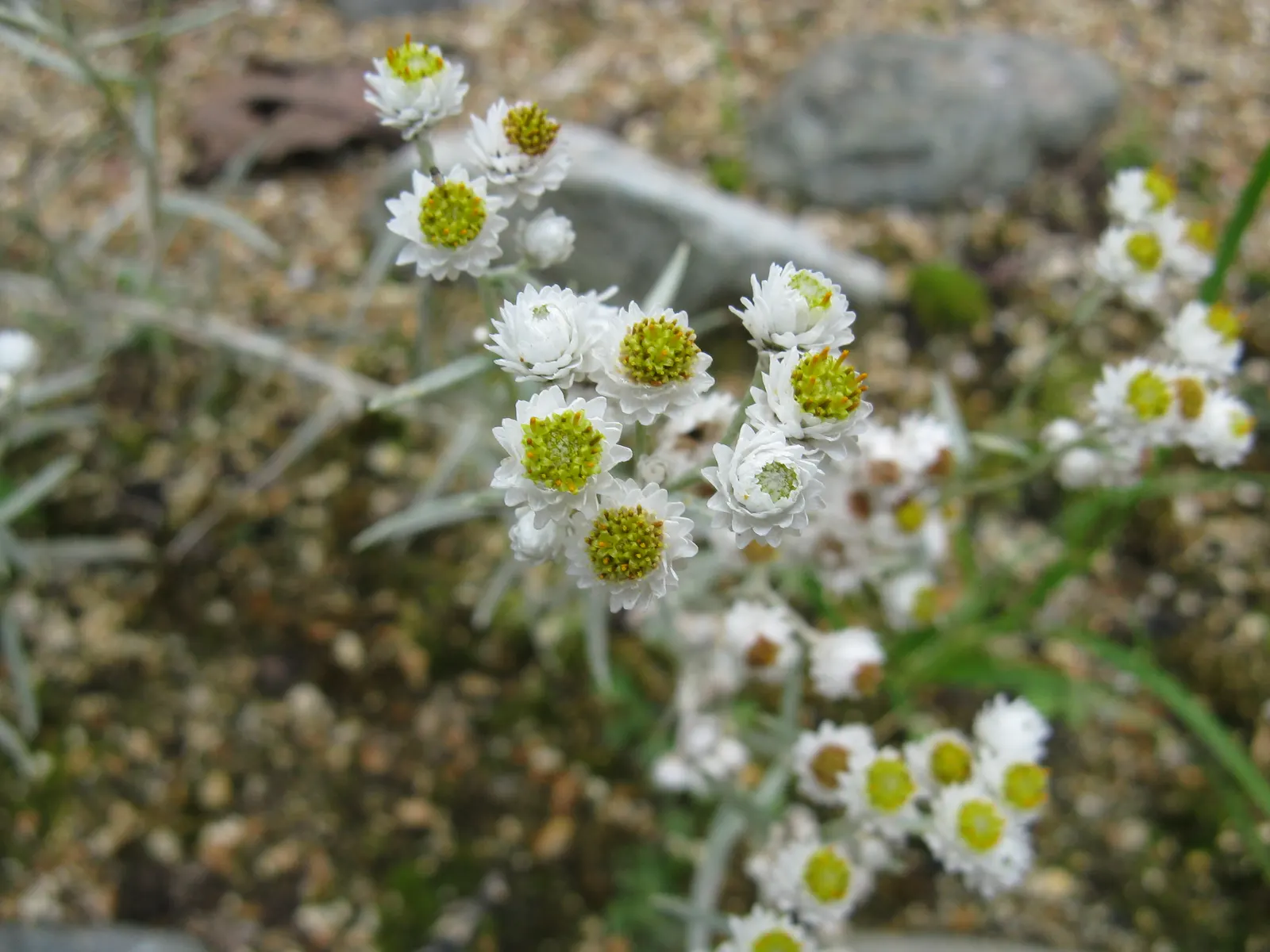 Western Pearly Everlasting (Anaphalis Margaritacea) — It's an excellent choice for borders