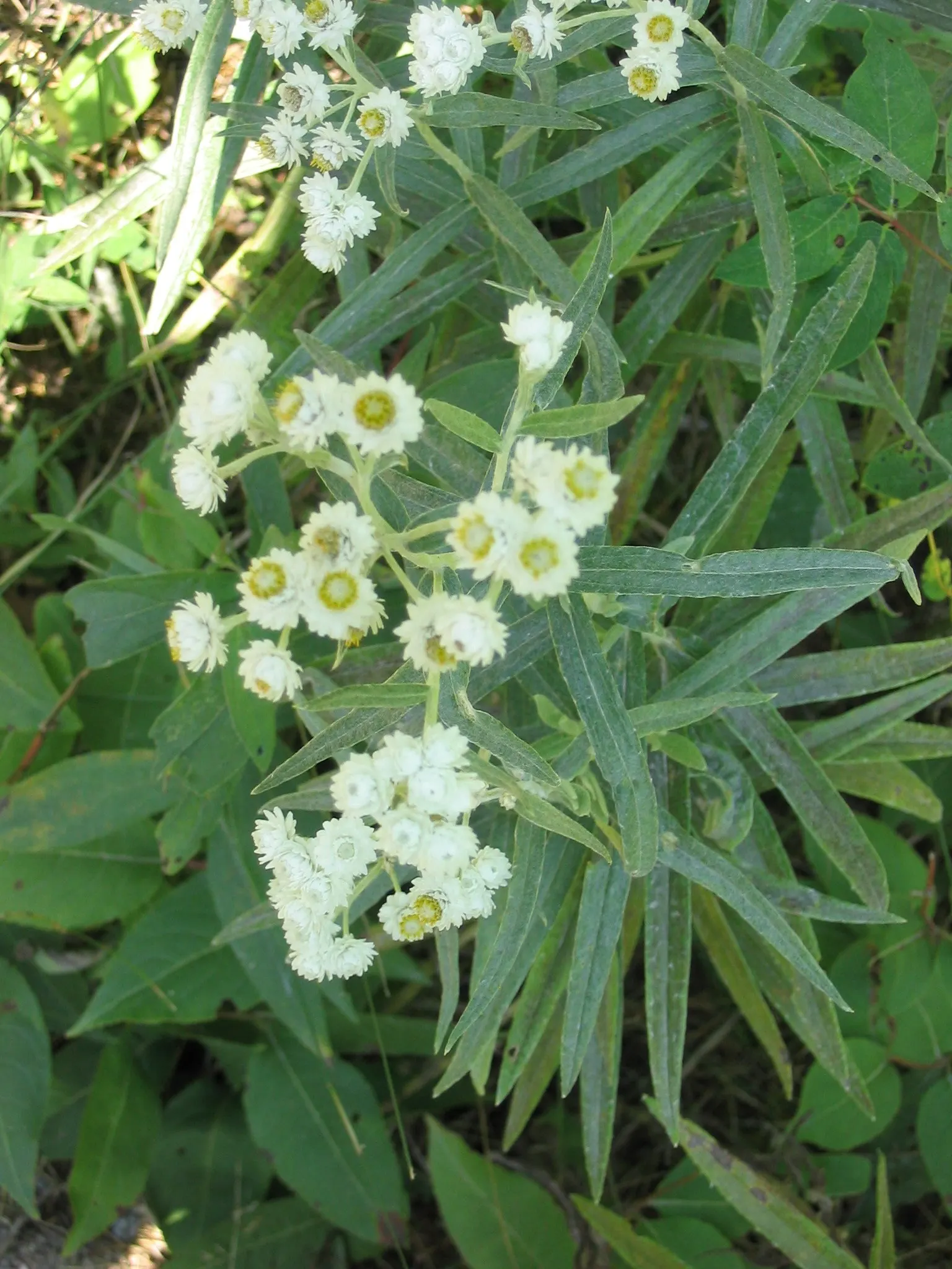 Western Pearly Everlasting (Anaphalis Margaritacea) — as the blooms maintain their shape and color when dried; but the Pearly Everlasting is also, image 100