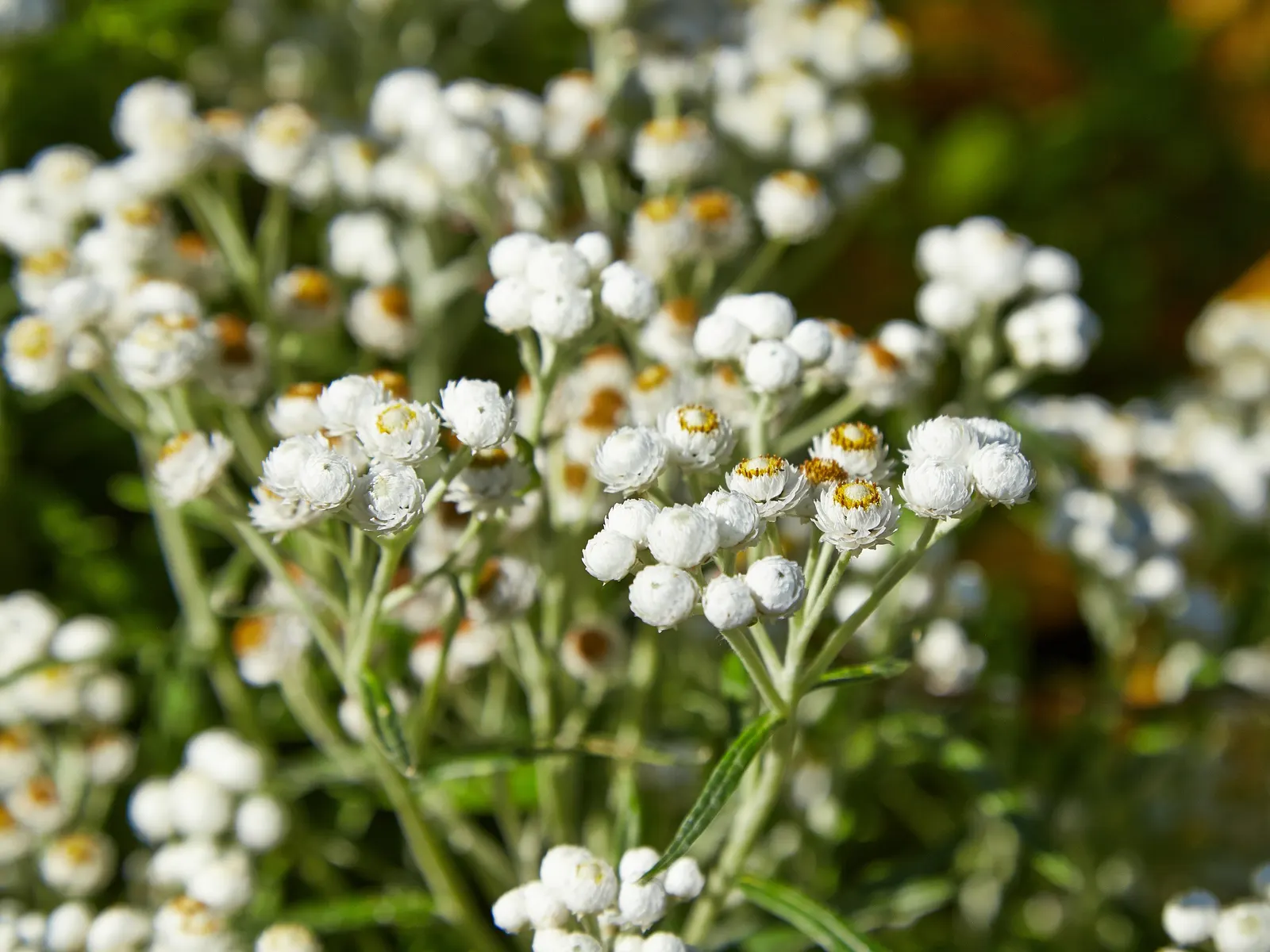 Western Pearly Everlasting (Anaphalis Margaritacea) — adding lasting beauty both in and out of the growing season