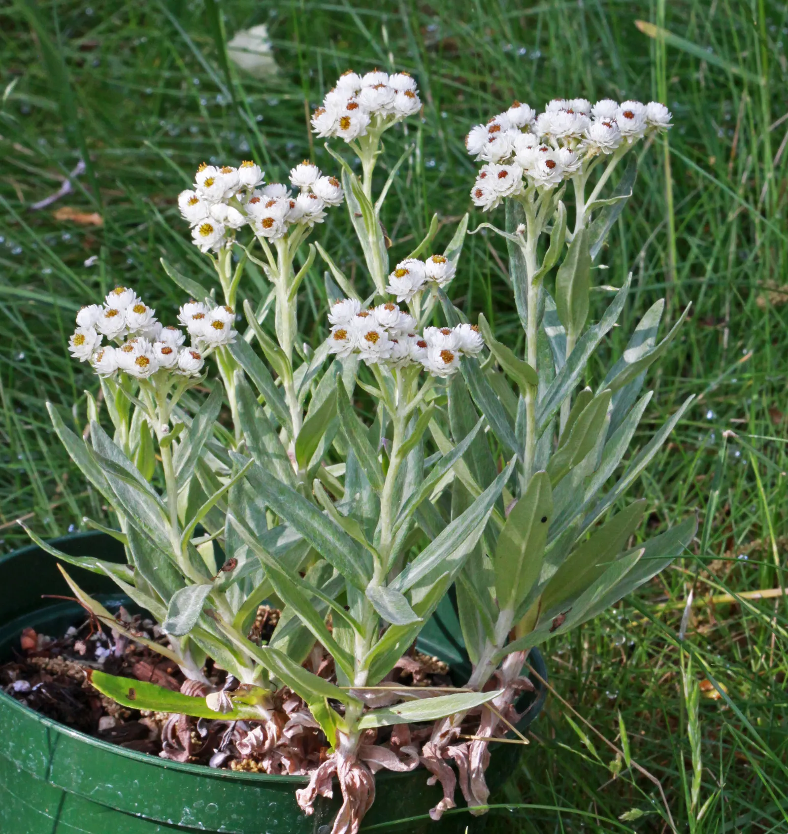 Western Pearly Everlasting (Anaphalis Margaritacea) — with a spread equally as wide