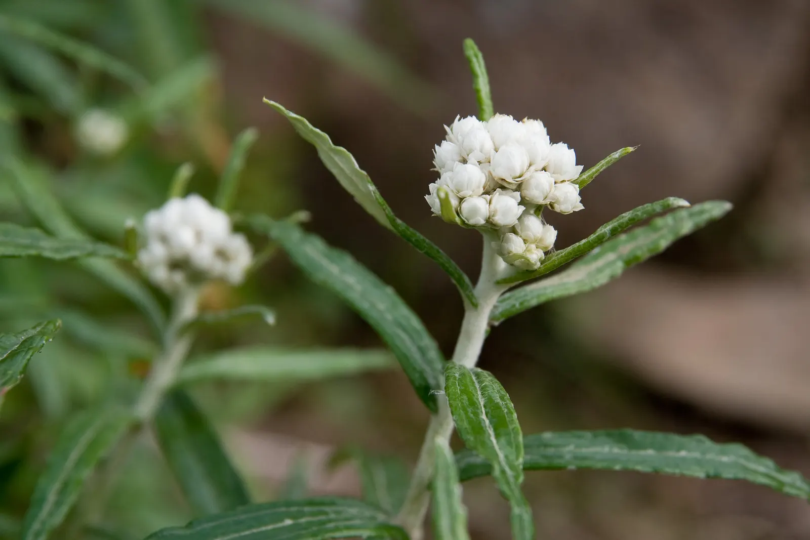 Western Pearly Everlasting (Anaphalis Margaritacea) — It thrives in USDA hardiness zones 3 through 8; as the blooms maintain their shape and color, image 63