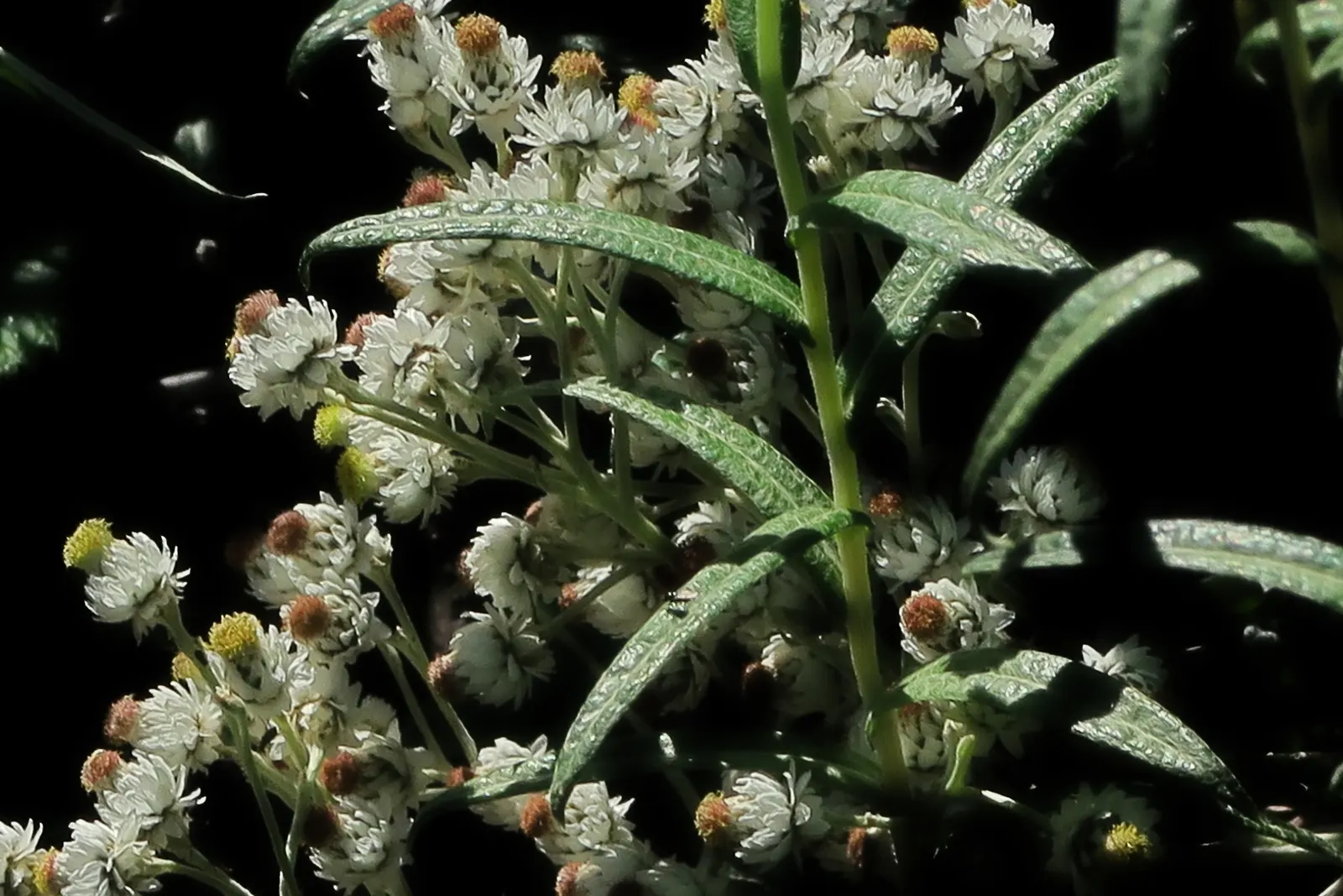 Western Pearly Everlasting (Anaphalis Margaritacea) — white flowers in the garden; with a spread equally as wide, image 76