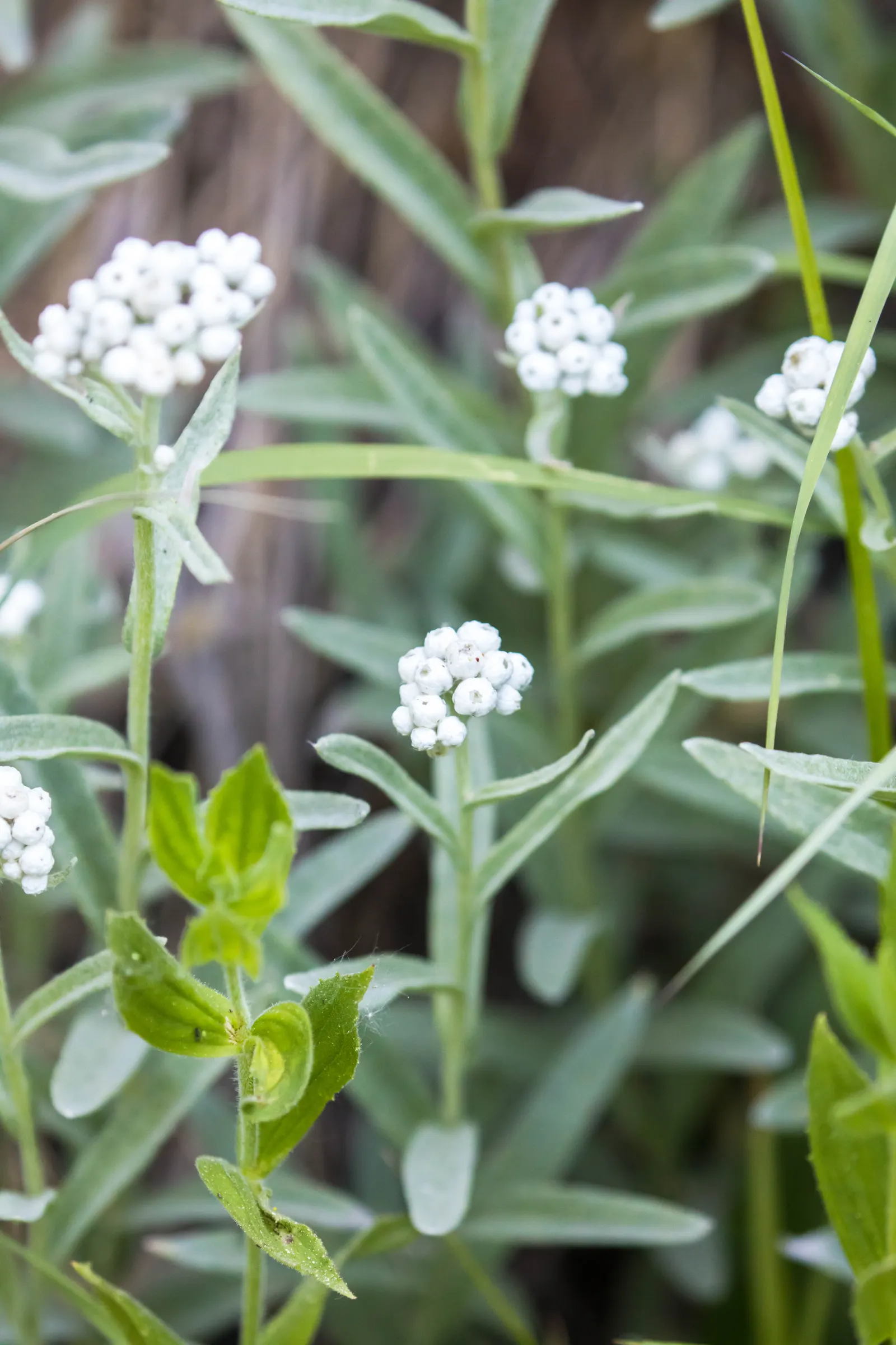 Western Pearly Everlasting (Anaphalis Margaritacea) — perennial for full or half; adding lasting beauty both in and out of the growing season, image 104