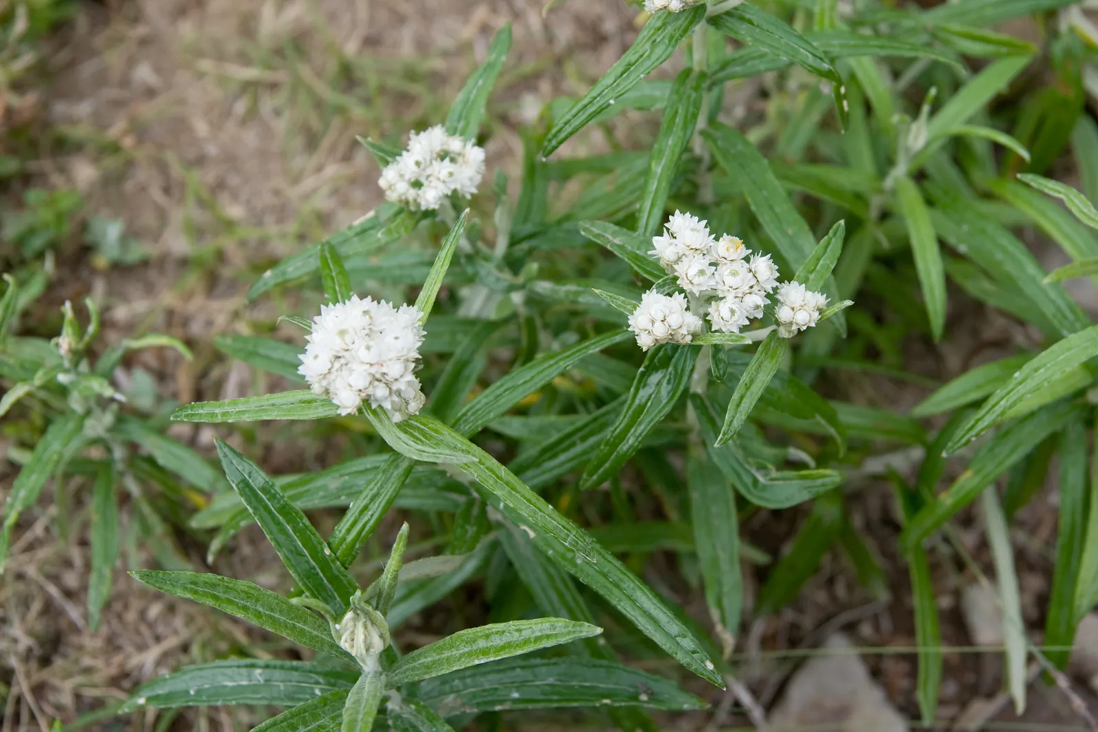 Western Pearly Everlasting (Anaphalis Margaritacea) — From late summer to early fall; white flowers in the garden, image 67