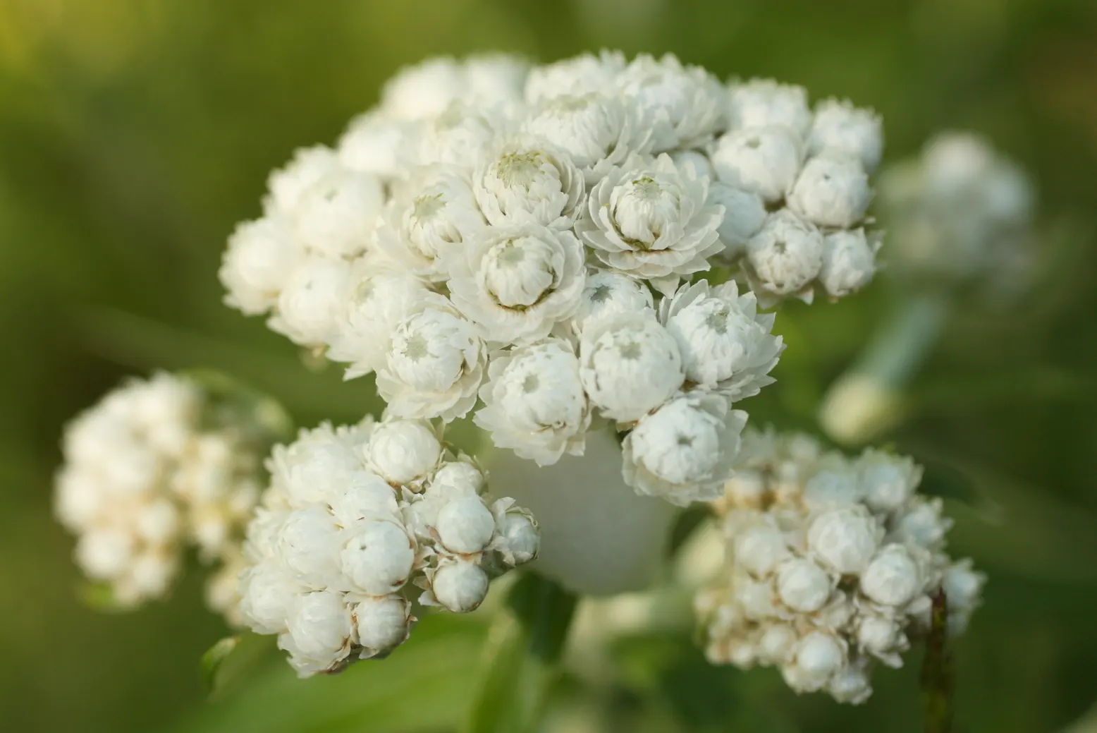 Western Pearly Everlasting (Anaphalis Margaritacea) — pearl-like blooms from midsummer to fall; it thrives in USDA hardiness zones 3 through 8, image 80