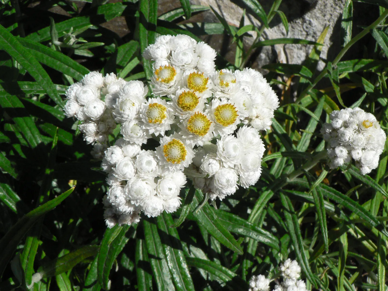Western Pearly Everlasting (Anaphalis Margaritacea) — each encased in pearly white bracts that persist; ideal for borders, rock gardens, and naturalized areas