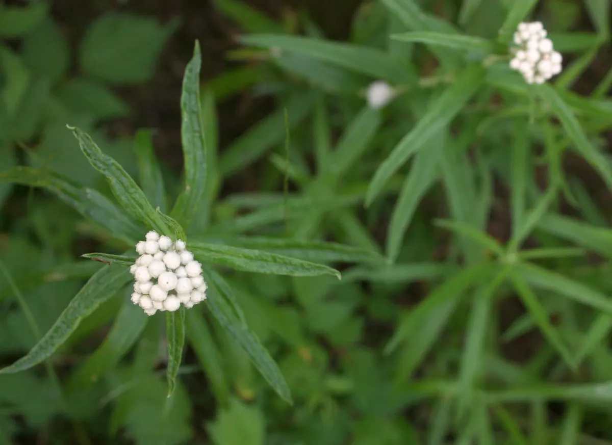 Western Pearly Everlasting (Anaphalis Margaritacea) — but the Pearly Everlasting is also prized for its use in dried floral arrangements, image 73