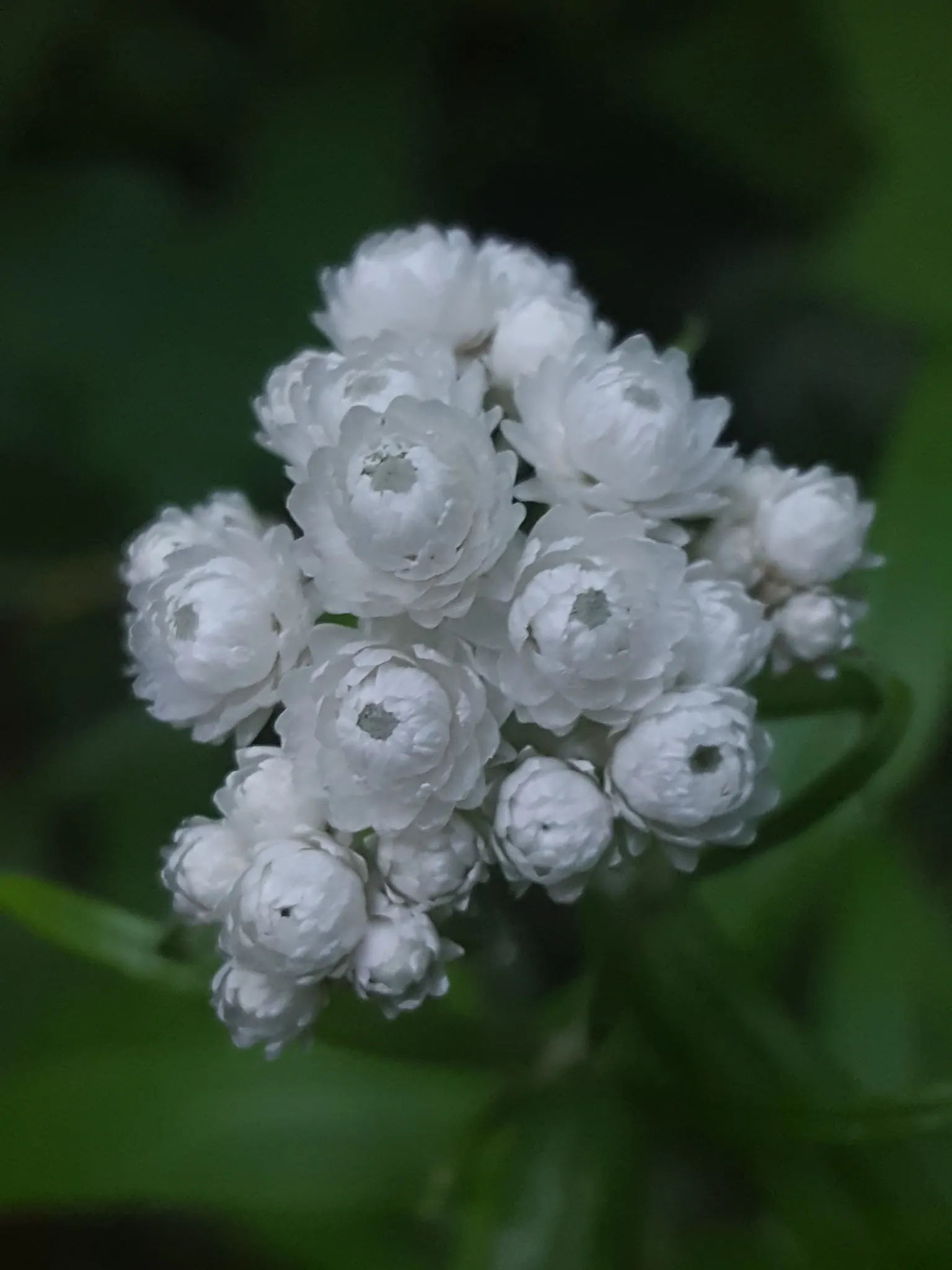 Western Pearly Everlasting (Anaphalis Margaritacea) — Ideal for borders, rock gardens, and naturalized areas, it offers lasting appeal in bouquets, image 57