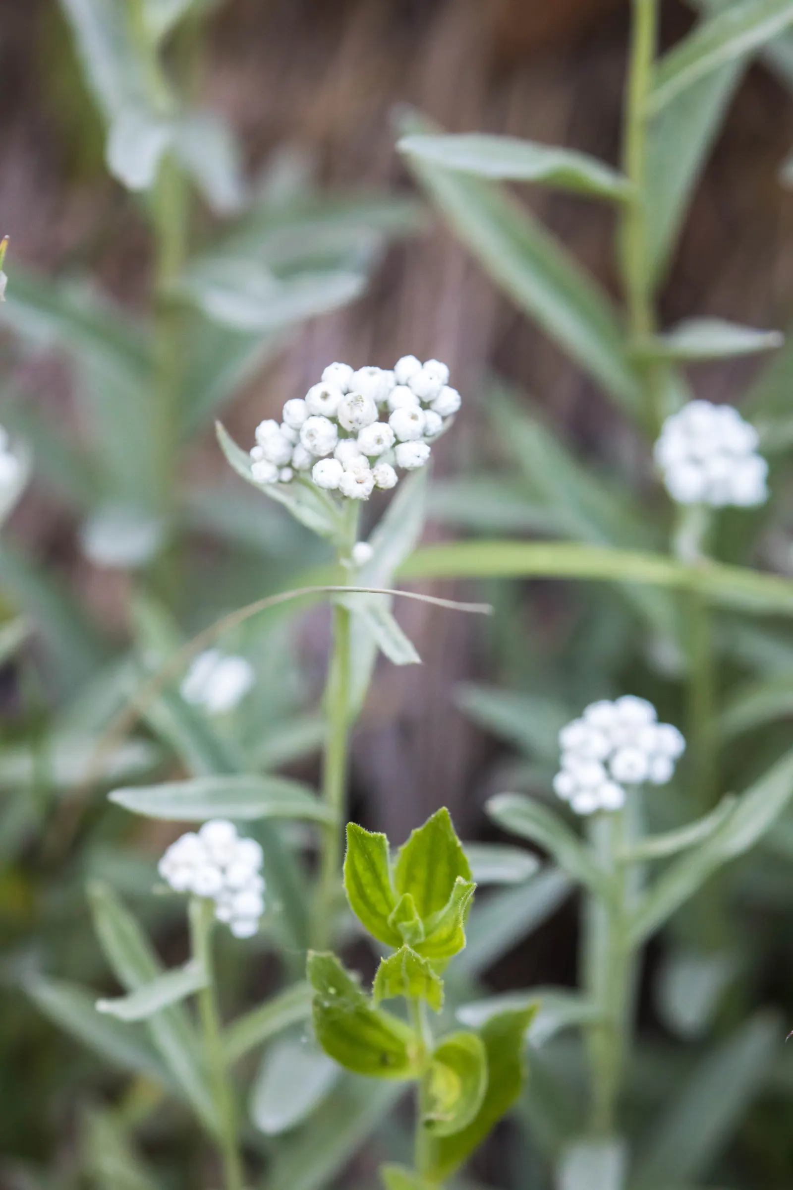 Western Pearly Everlasting (Anaphalis Margaritacea) — with a spread equally as wide; growing to heights between 1 and 3 feet, image 87