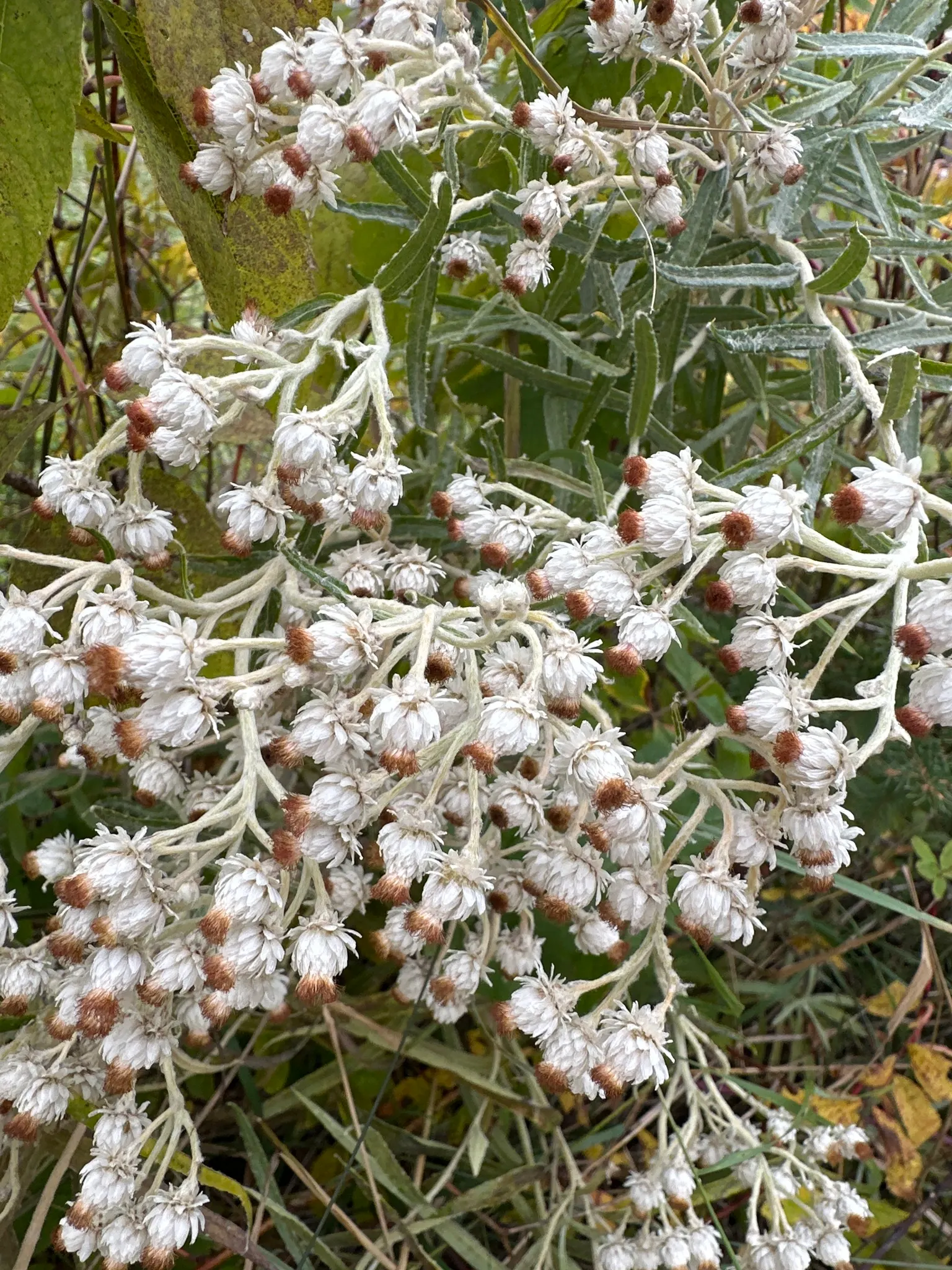 Western Pearly Everlasting (Anaphalis Margaritacea) — is a perennial with silvery foliage; preferring full sun and well-drained soil, it's, image 105