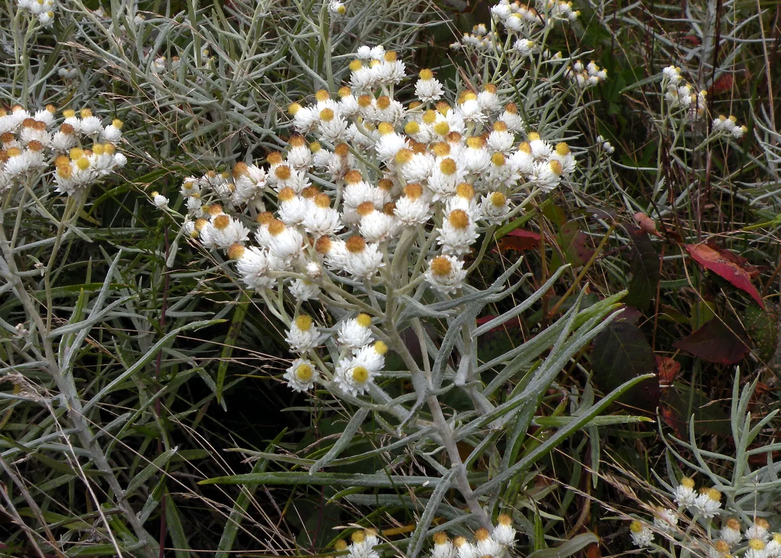 Western Pearly Everlasting (Anaphalis Margaritacea) — atop stems reaching 1‚Äì3 feet tall and 1‚Äì2 feet wide; it's an excellent choice for borders, image 81