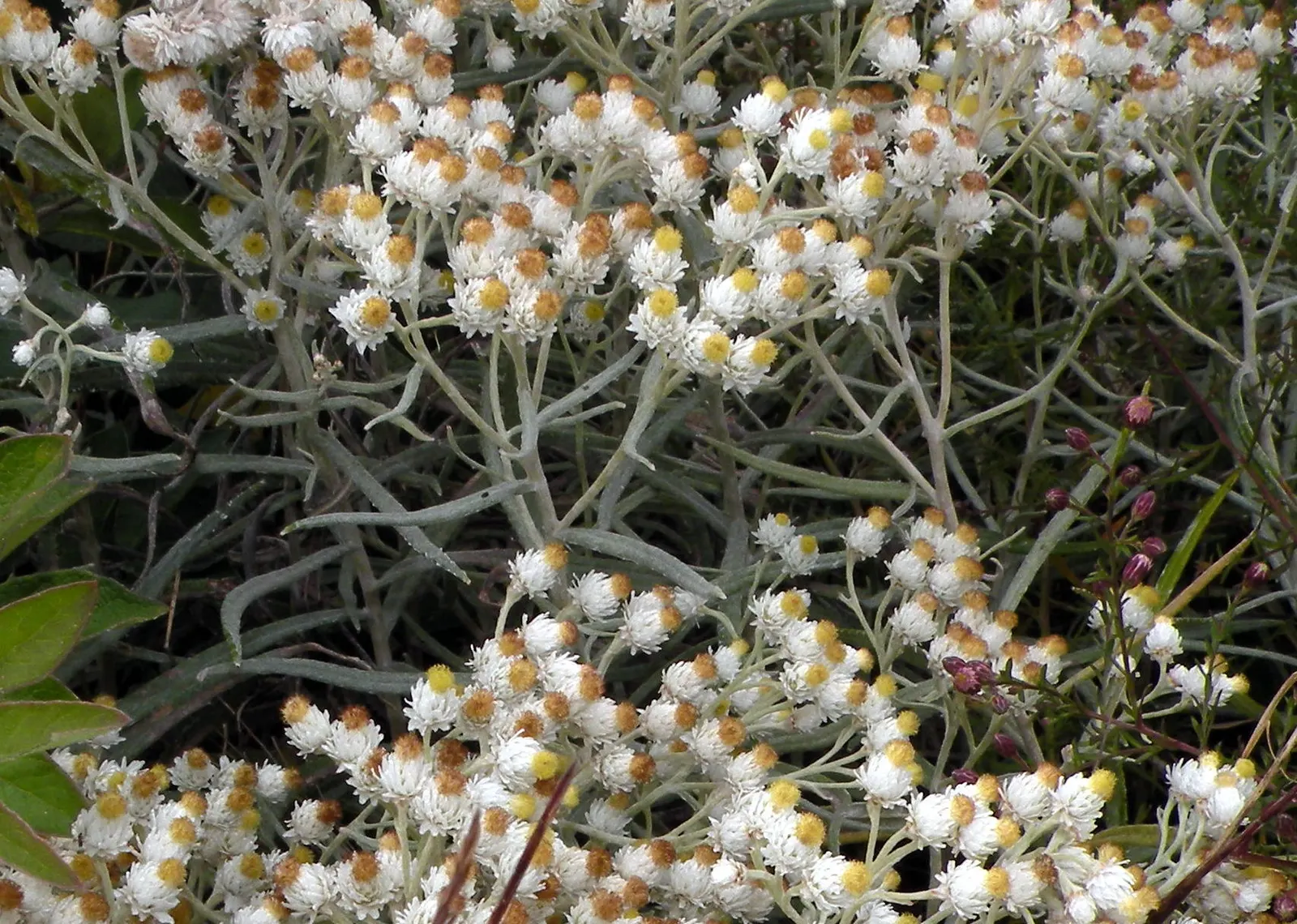 Western Pearly Everlasting (Anaphalis Margaritacea) — perennial with white blooms; each encased in pearly white bracts that persist, image 77