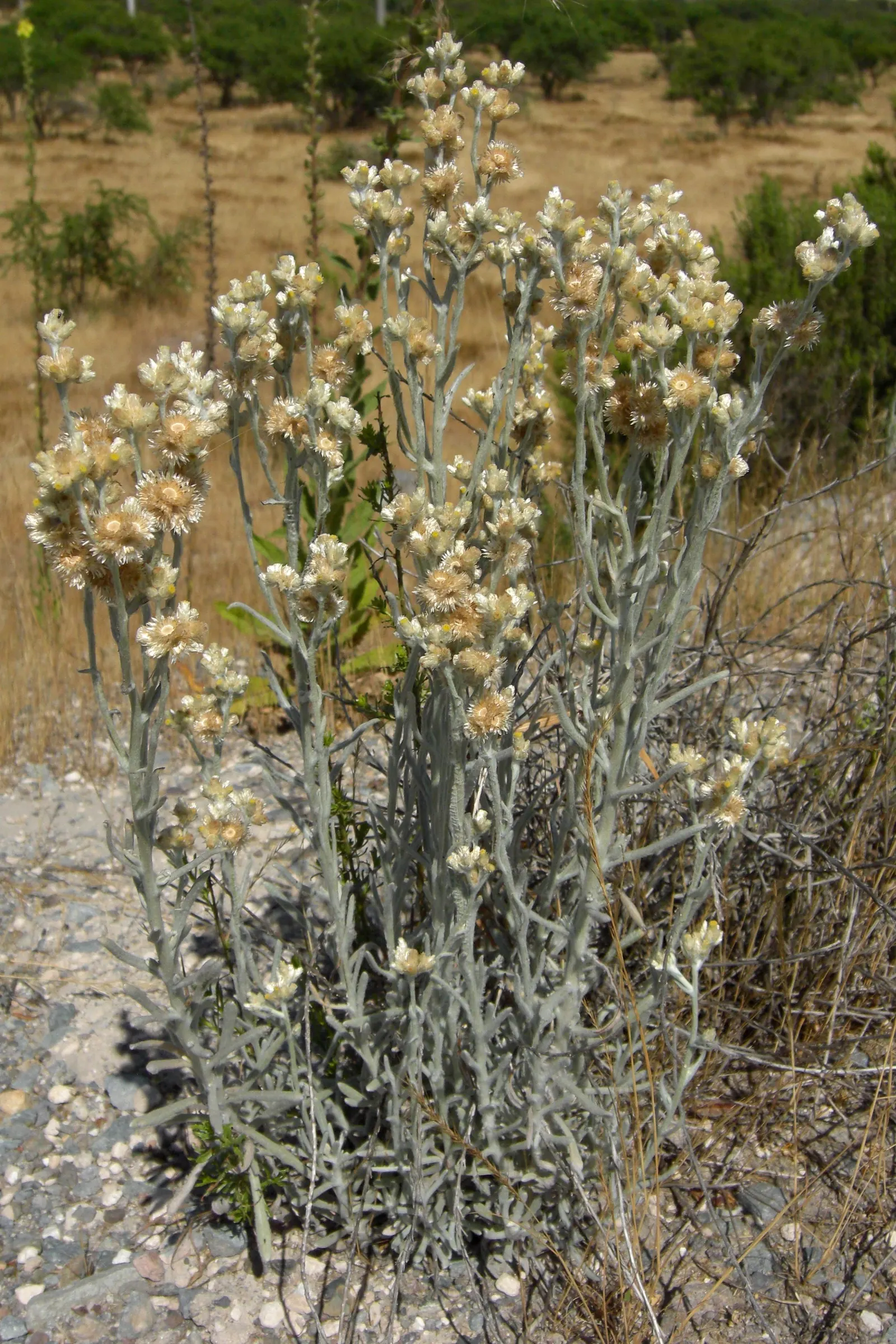 Western Pearly Everlasting (Anaphalis Margaritacea) — attracting butterflies and serving as an important nectar source