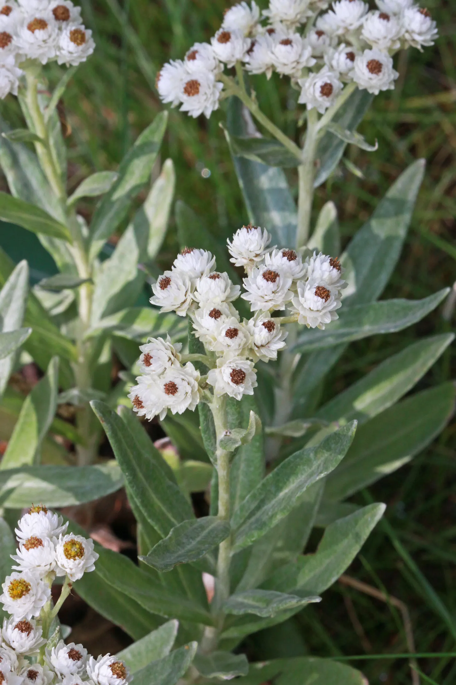 Western Pearly Everlasting (Anaphalis Margaritacea) — Preferring full sun and well-drained soil, it's drought-tolerant once established and attracts, image 108