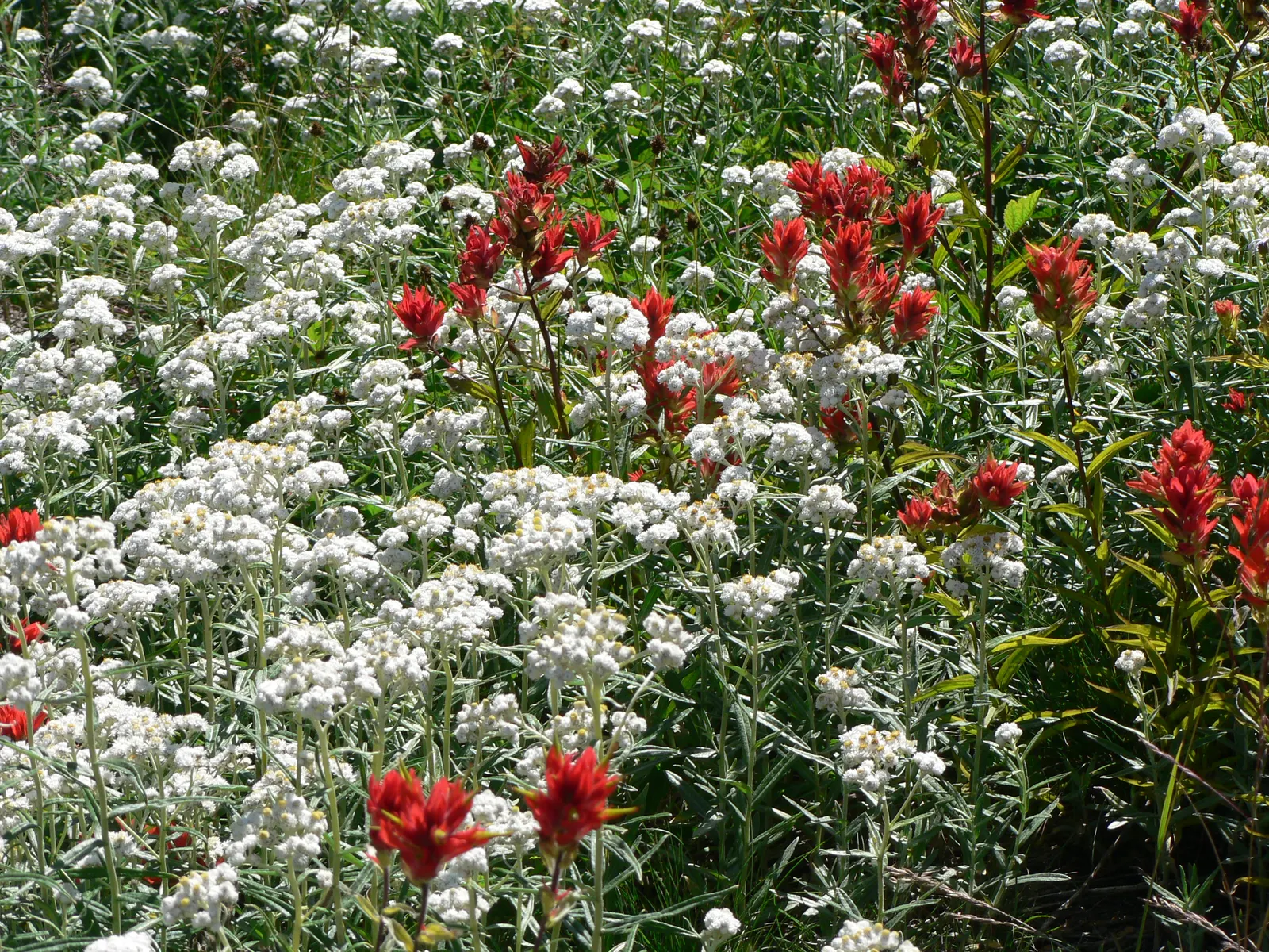 Western Pearly Everlasting (Anaphalis Margaritacea) — with its spread mirroring its height; demonstrating versatility across various, image 95