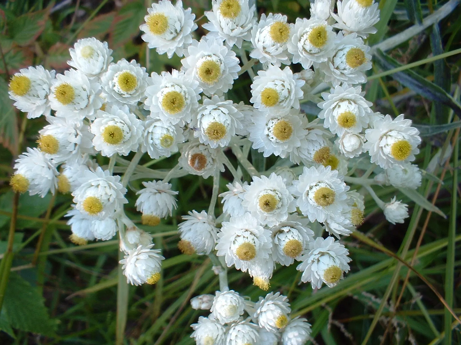 Western Pearly Everlasting (Anaphalis Margaritacea) — but the Pearly Everlasting is also prized for its use in dried floral arrangements; tolerating drought