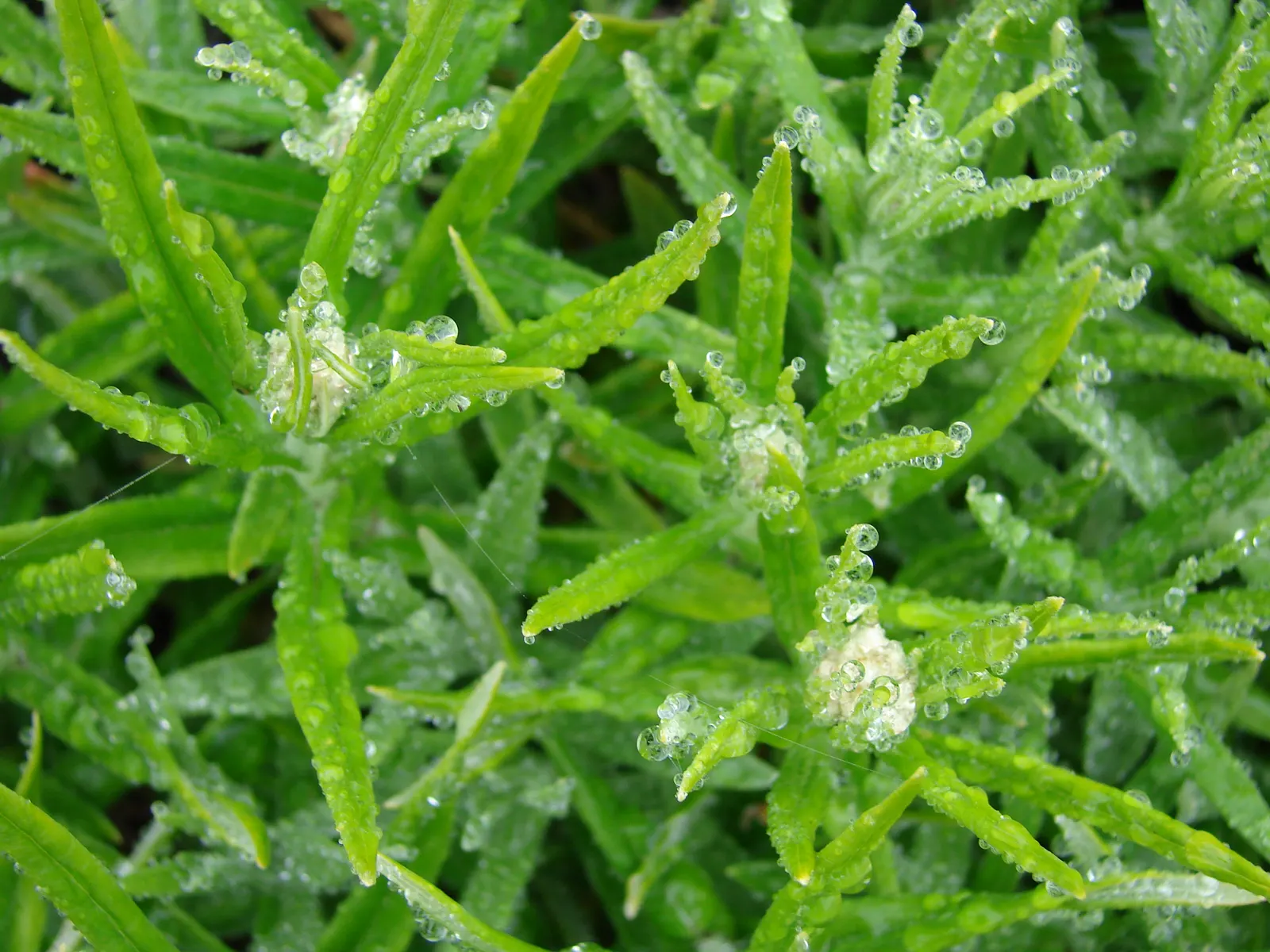 Western Pearly Everlasting (Anaphalis Margaritacea) — this hardy North American native adds a unique texture and aesthetic with its clumps of, image 62