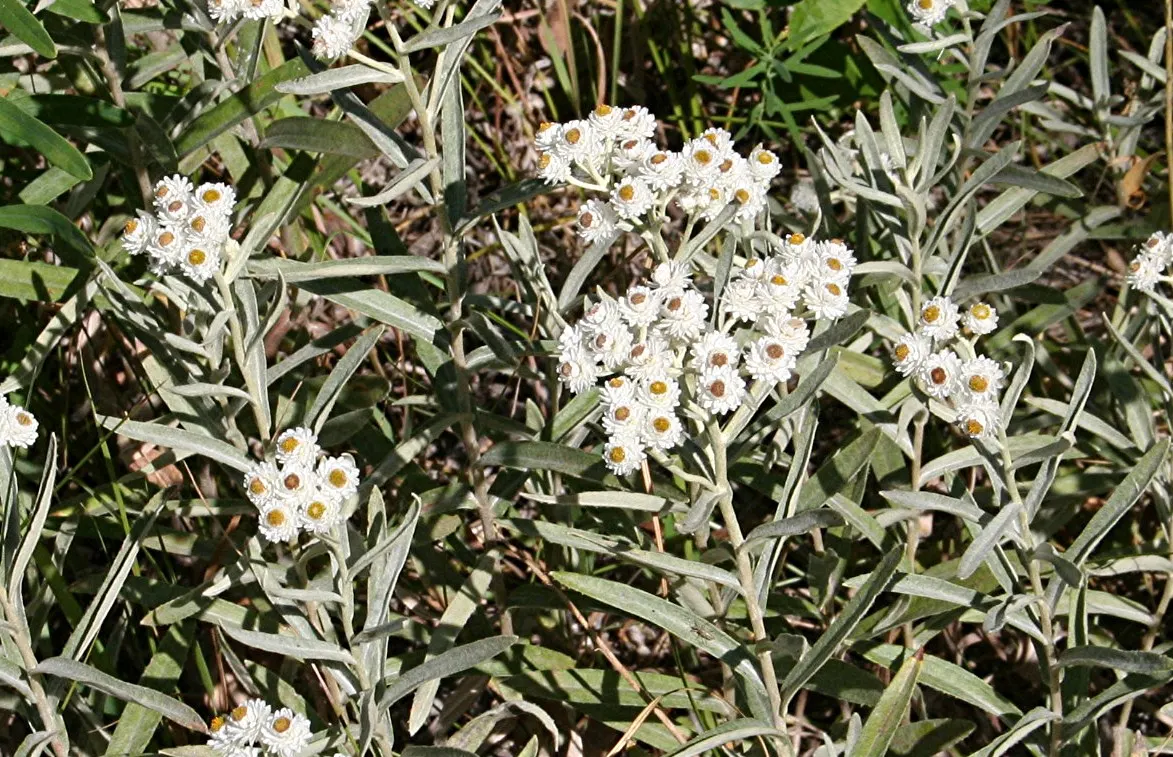 Western Pearly Everlasting (Anaphalis Margaritacea) — white flowers in the garden