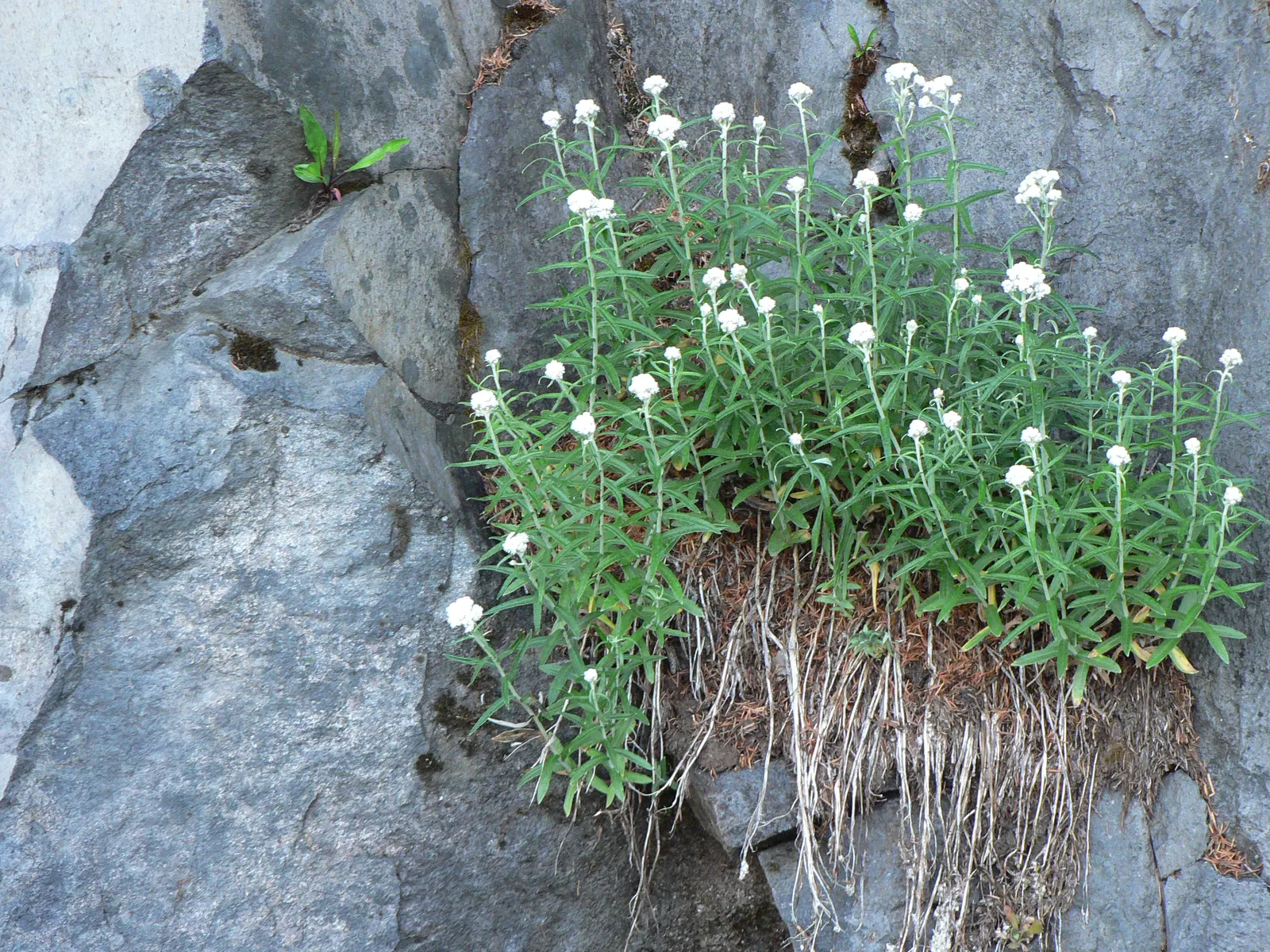 Western Pearly Everlasting (Anaphalis Margaritacea) — with its spread mirroring its height; demonstrating versatility across various