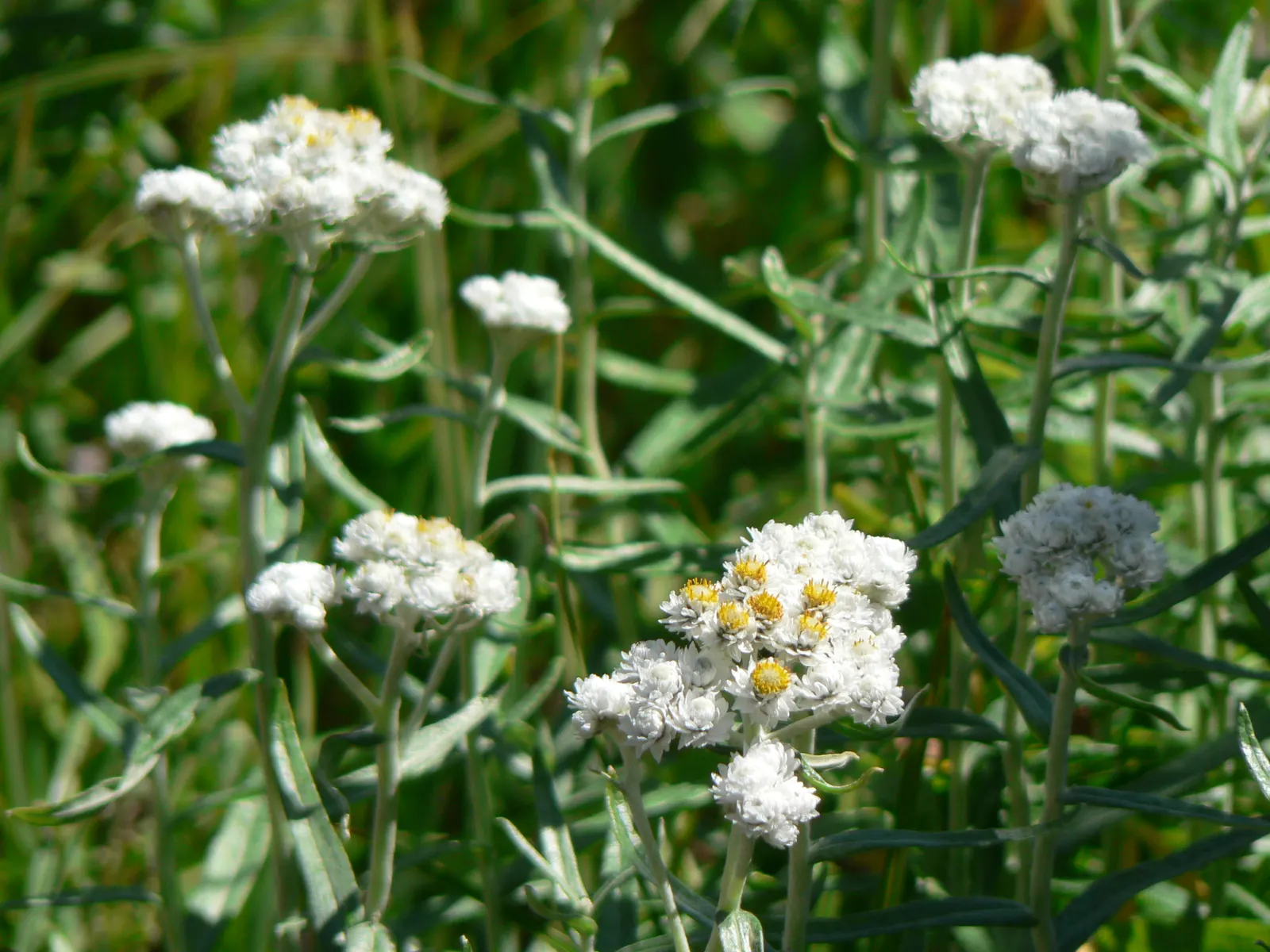 Western Pearly Everlasting (Anaphalis Margaritacea) — attracting butterflies and serving as an important nectar source; perennial for full or half