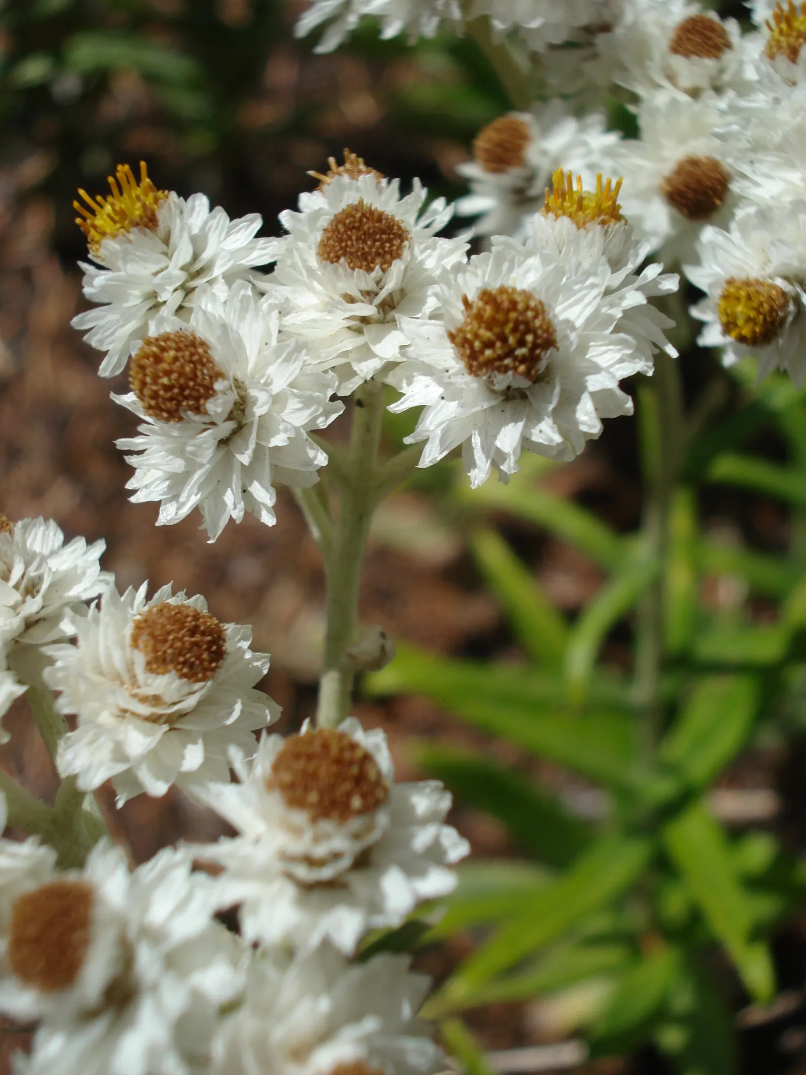 Western Pearly Everlasting (Anaphalis Margaritacea) — Pearly Everlasting prefers well-drained soil conditions; this hardy North American native, image 91